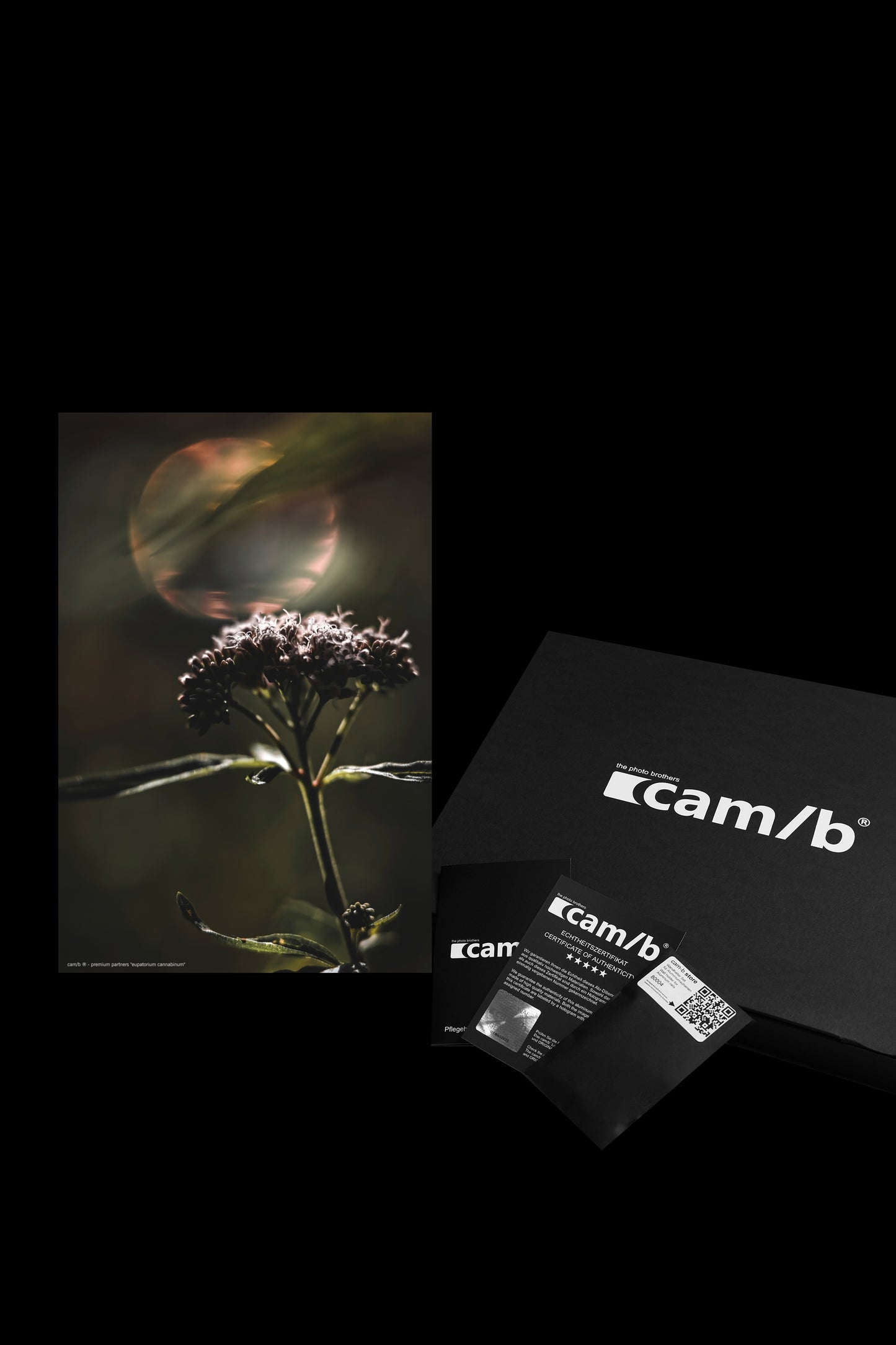 Wall Art "eupatorium cannabinum"