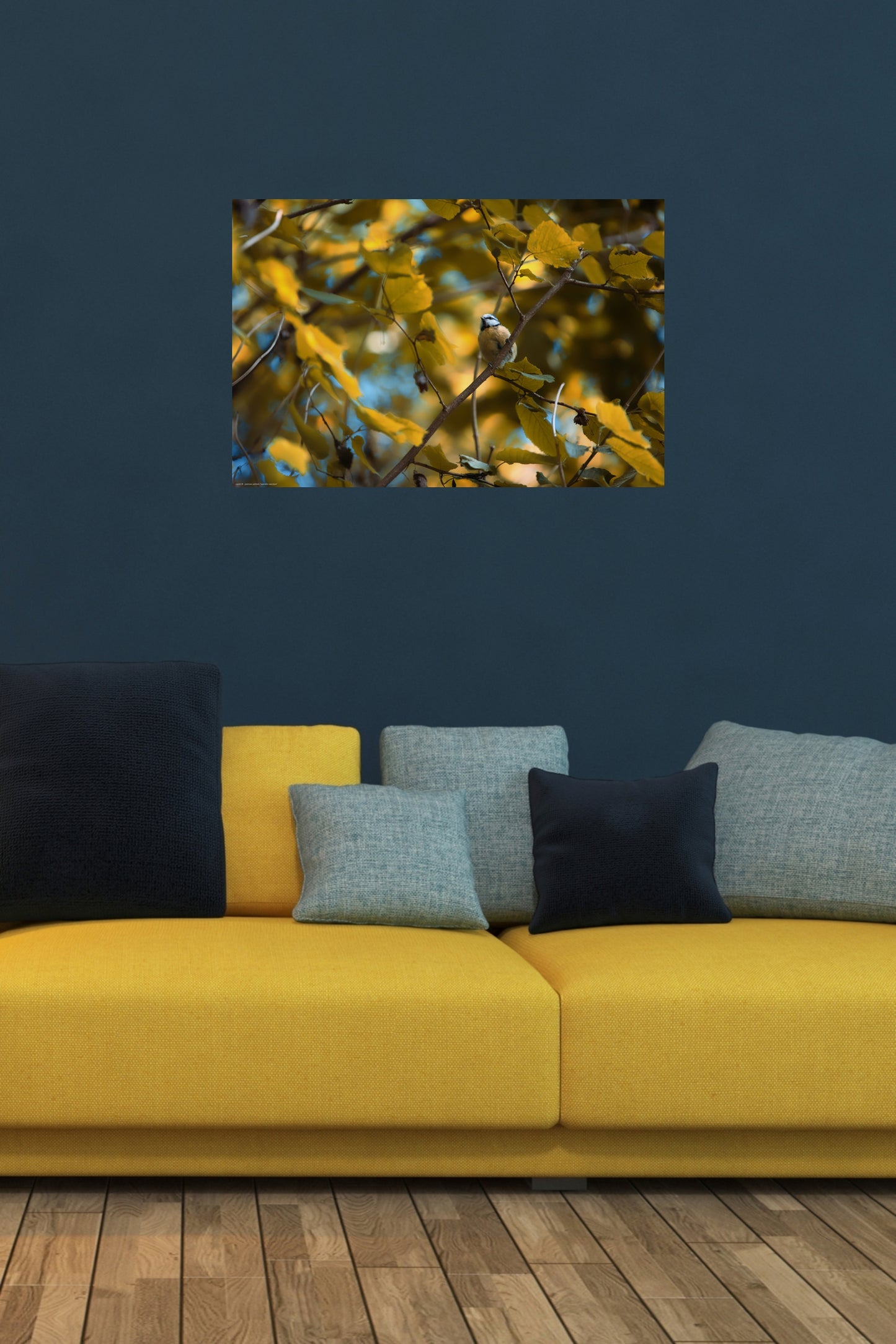 Wandbild "cyanistes caeruleus"