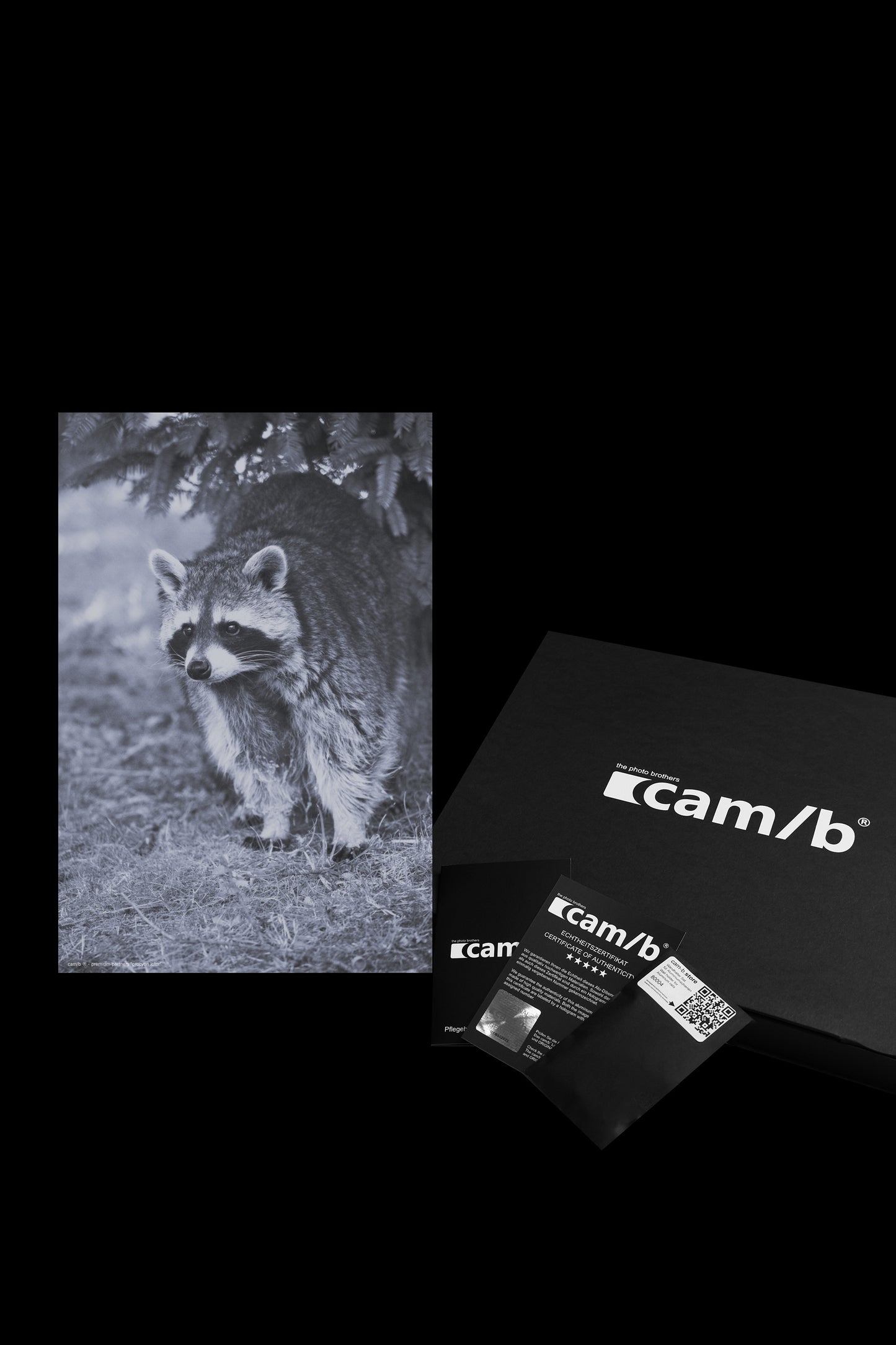 Wandbild "procyon lotor"