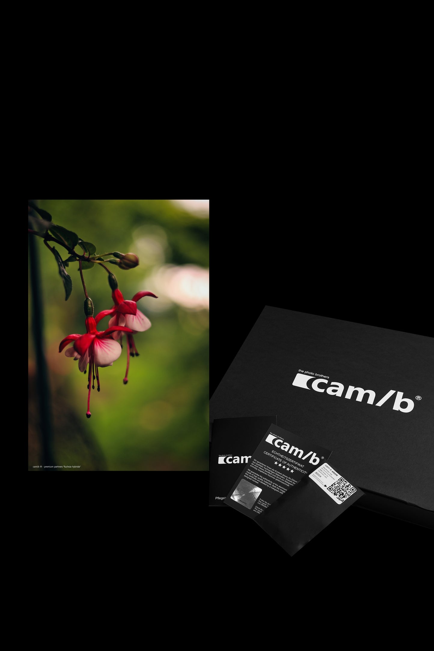 Wandbild "fuchsia hybrida"