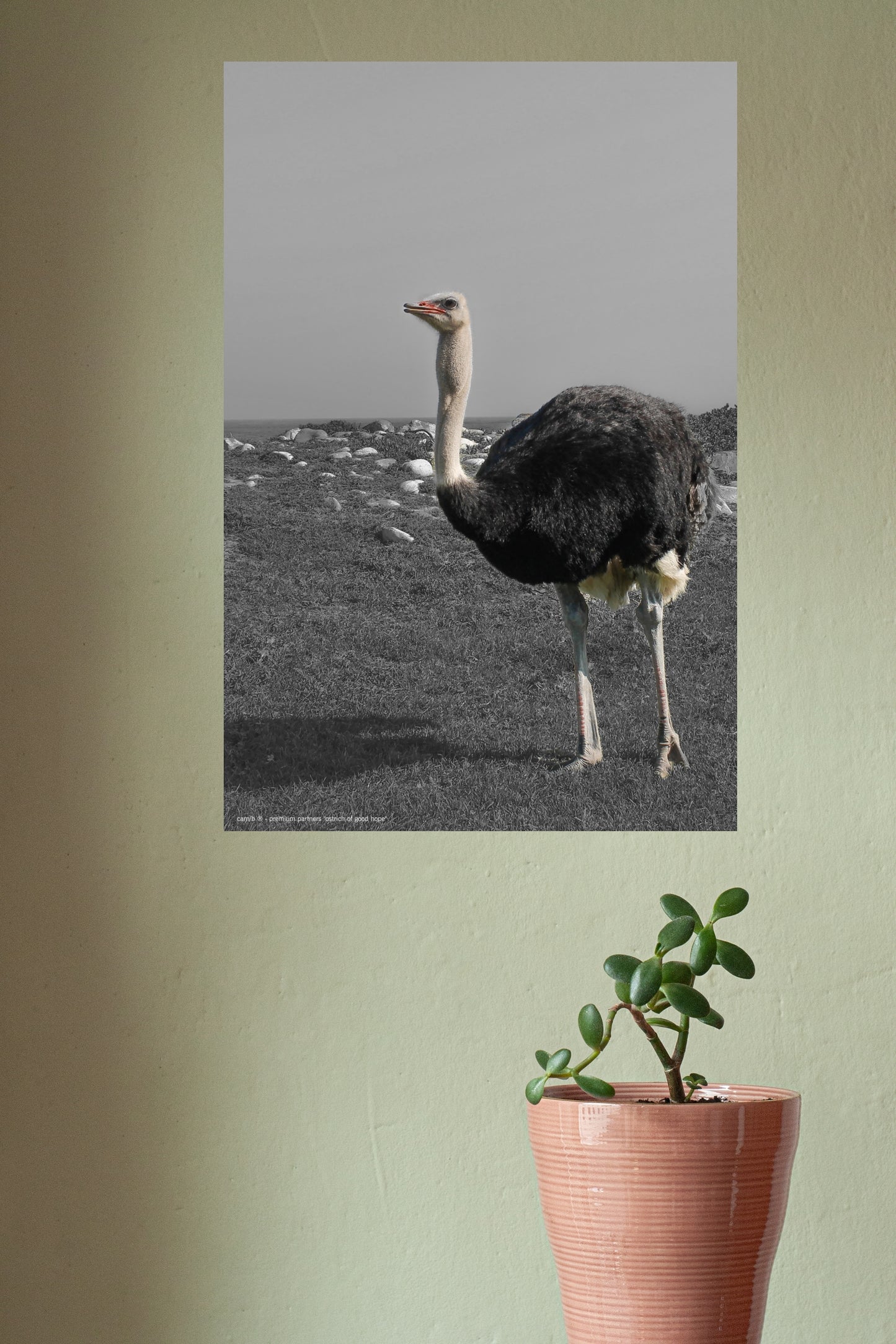 Wandbild "ostrich of good hope"