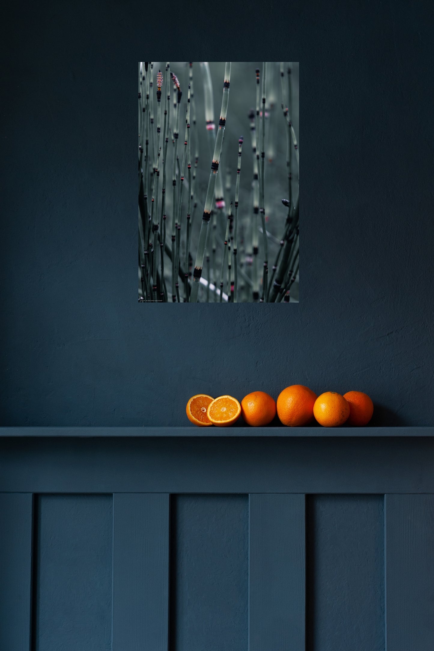 Wandbild "giant horsetail"