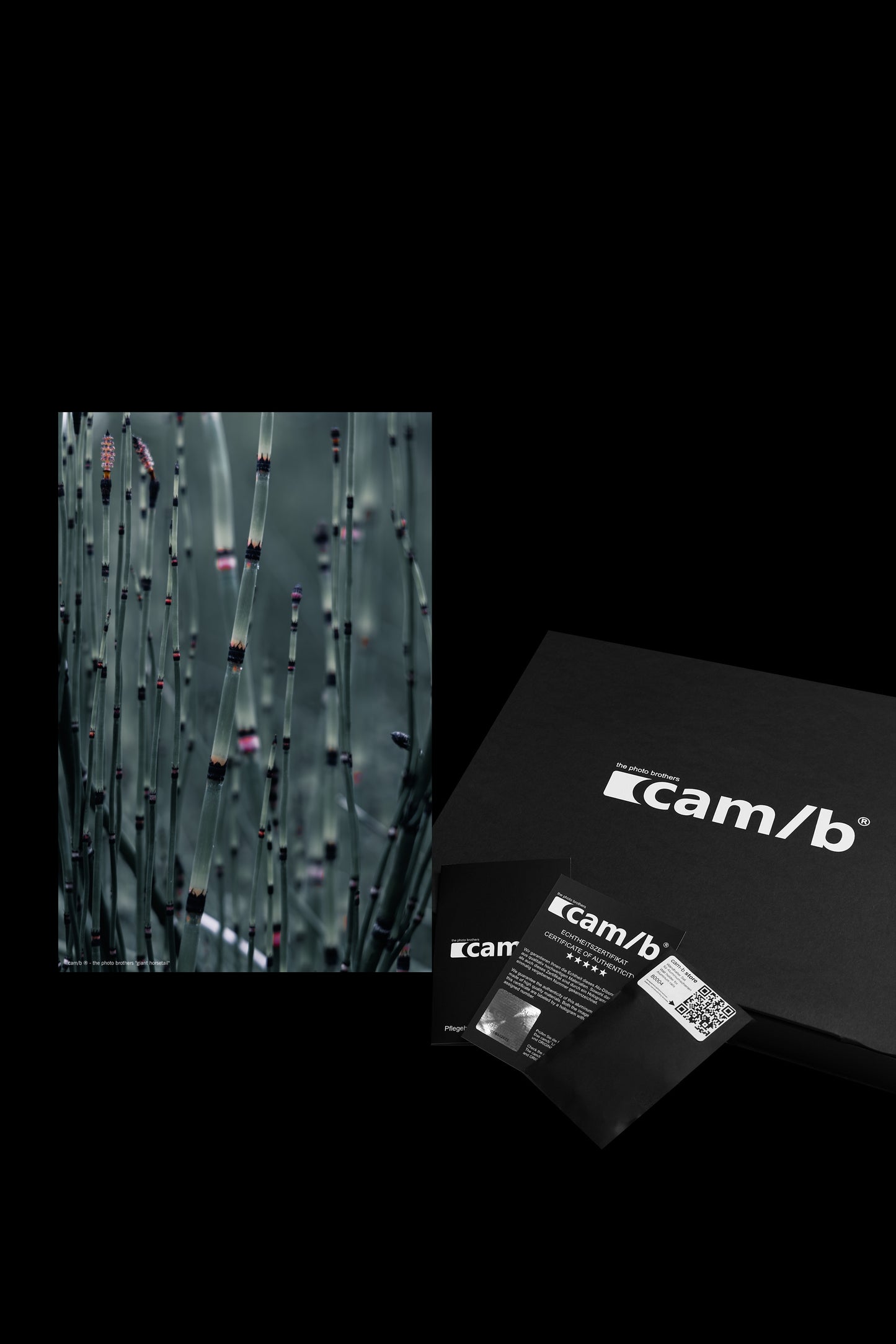 Wandbild "giant horsetail"