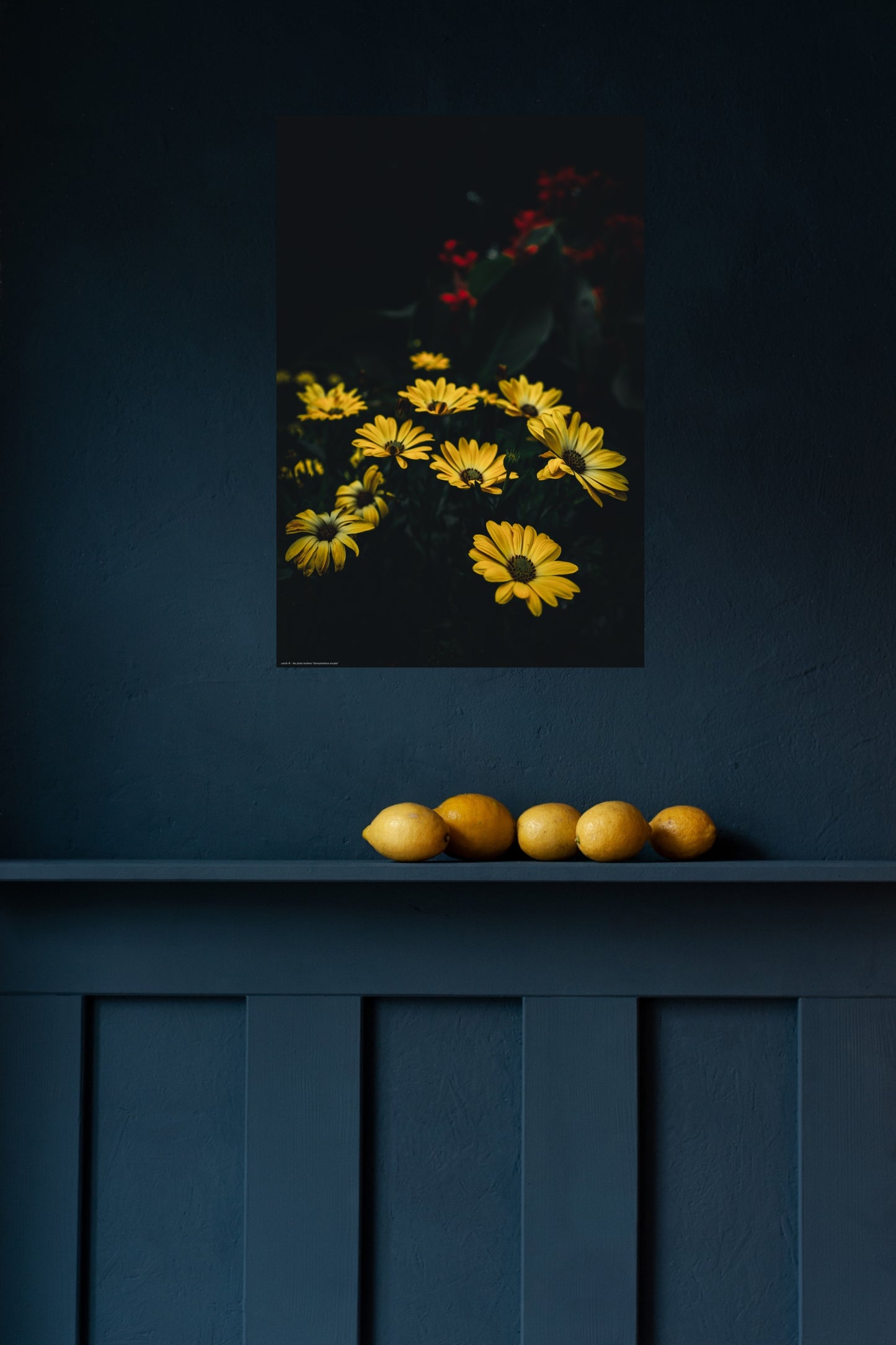 Wandbild "dimorphotheca sinuata"