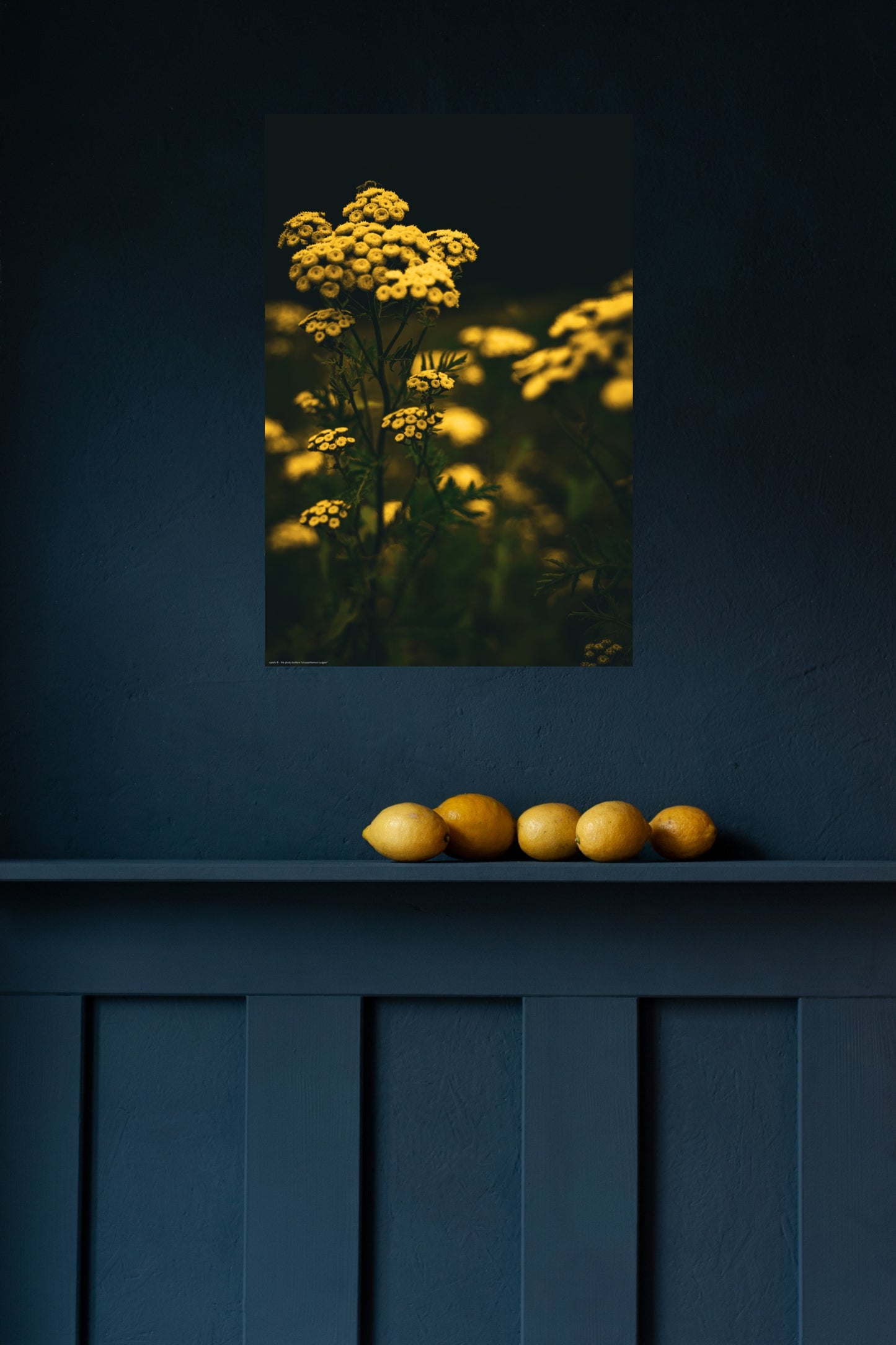 Wandbild "chrysanthenum vulgare"