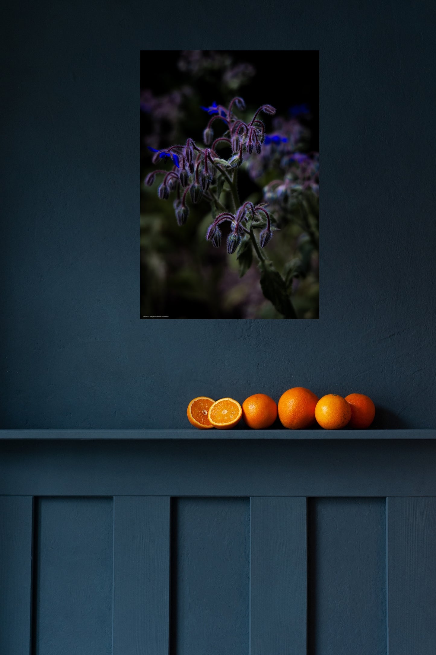 Wandbild "borretsch"