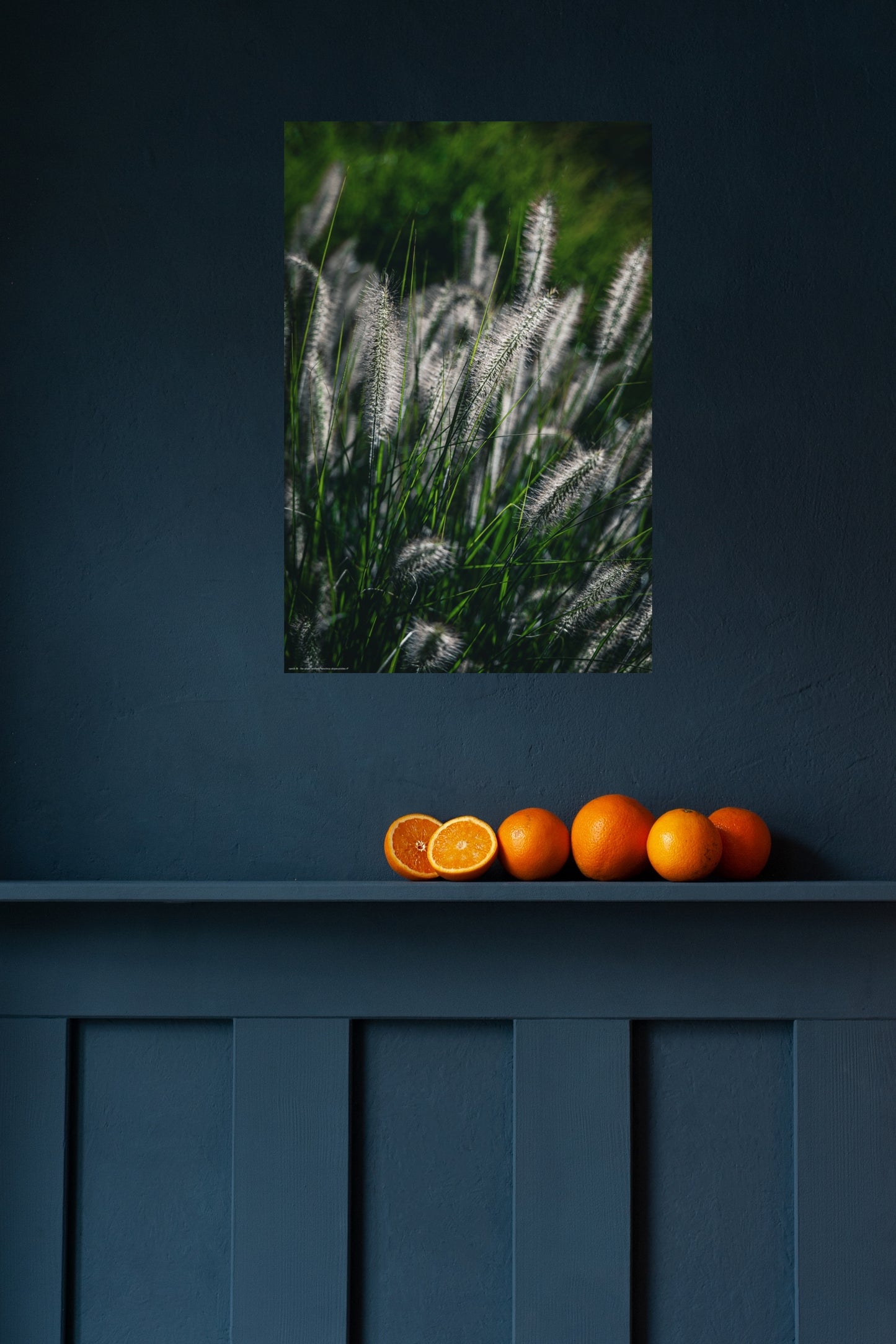 Wandbild "cenchrus alopecuroides rf"