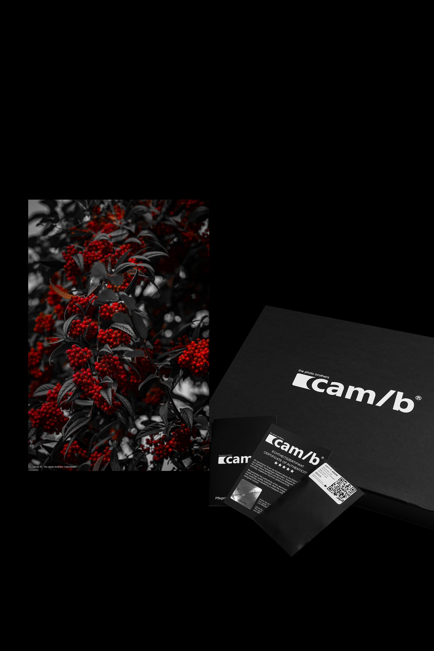 Wandbild "cotoneaster"