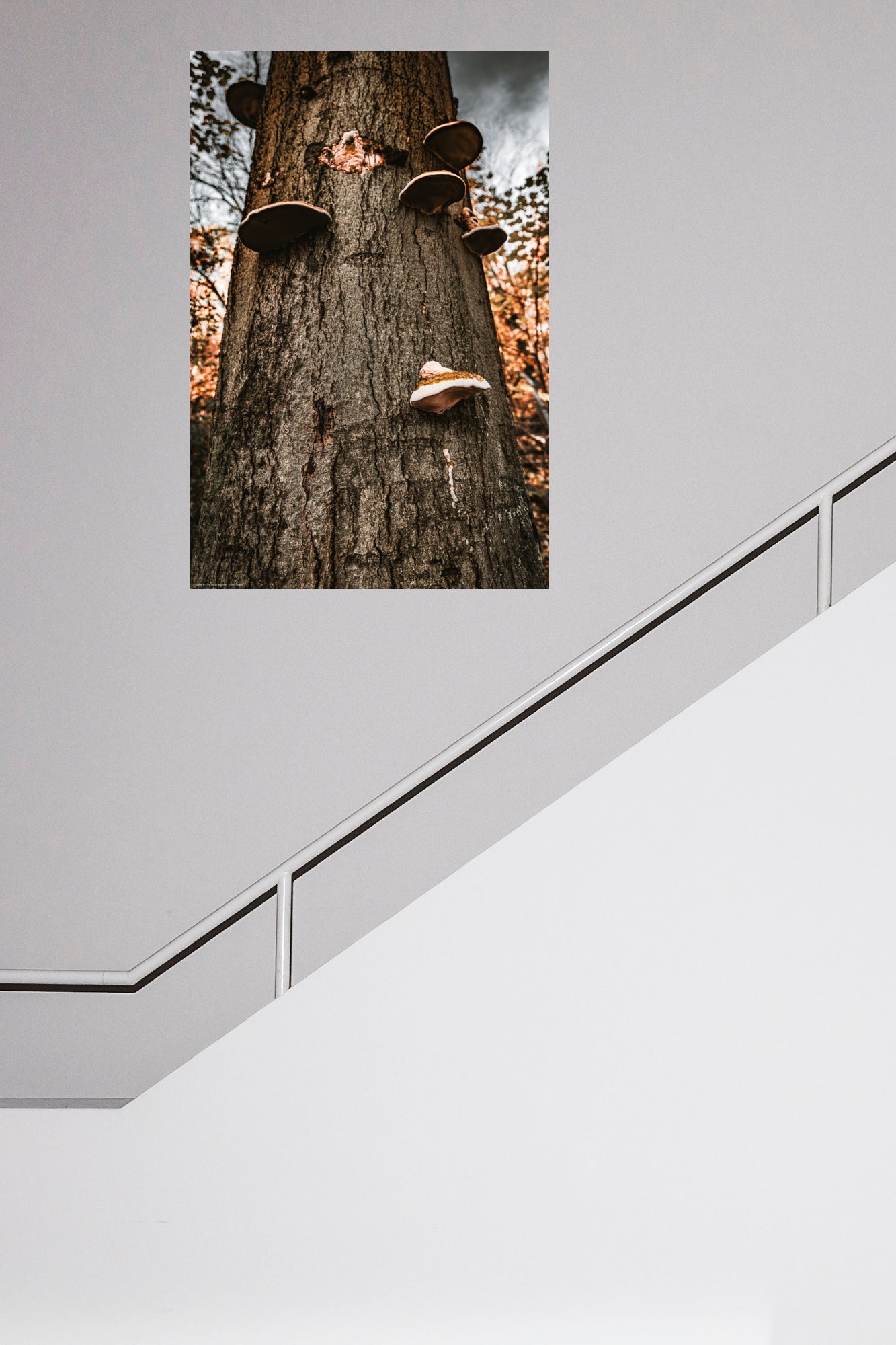 Wandbild "tinder fungus"