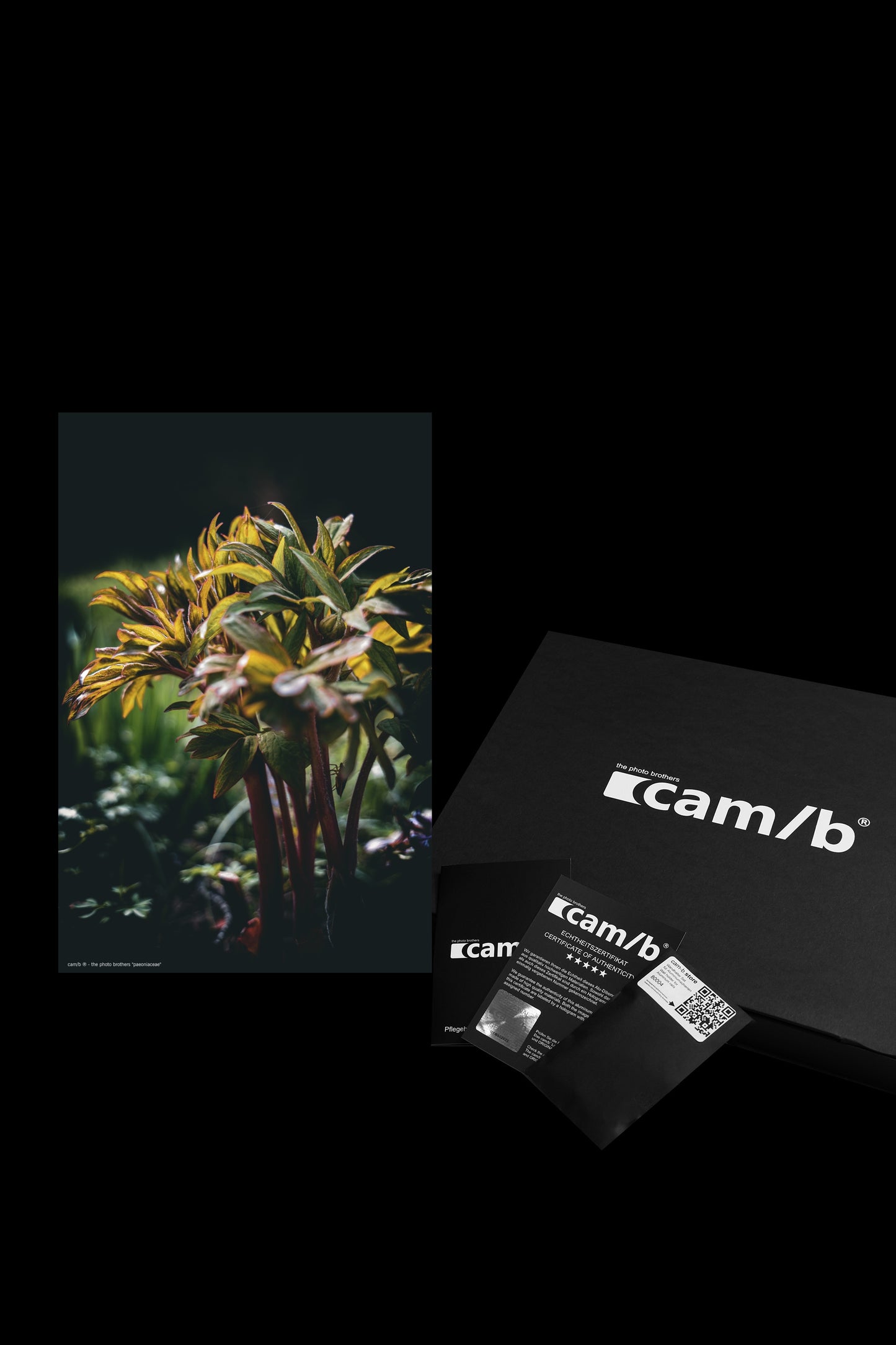 Wandbild "paeoniaceae"