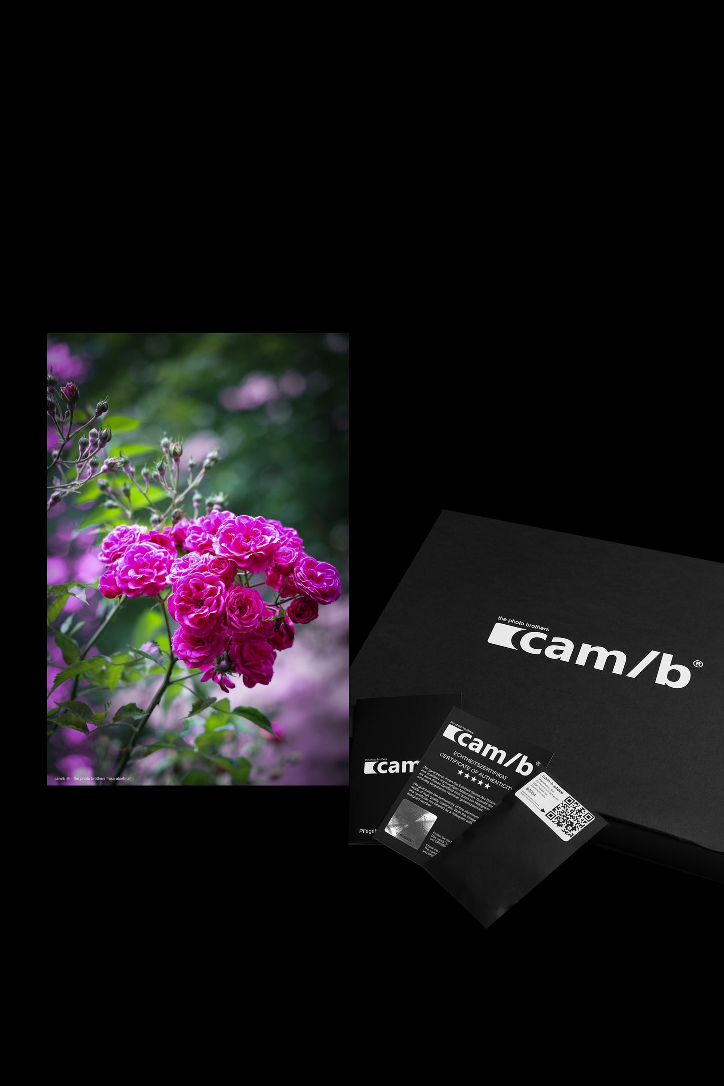 Wall Art "rosa abietina"