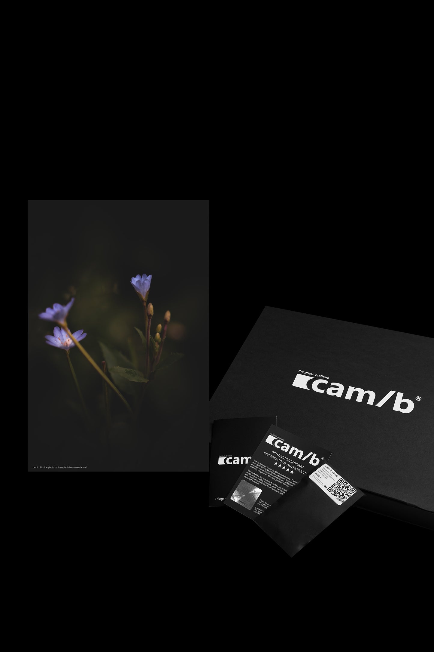 Wandbild "epilobium montanum"