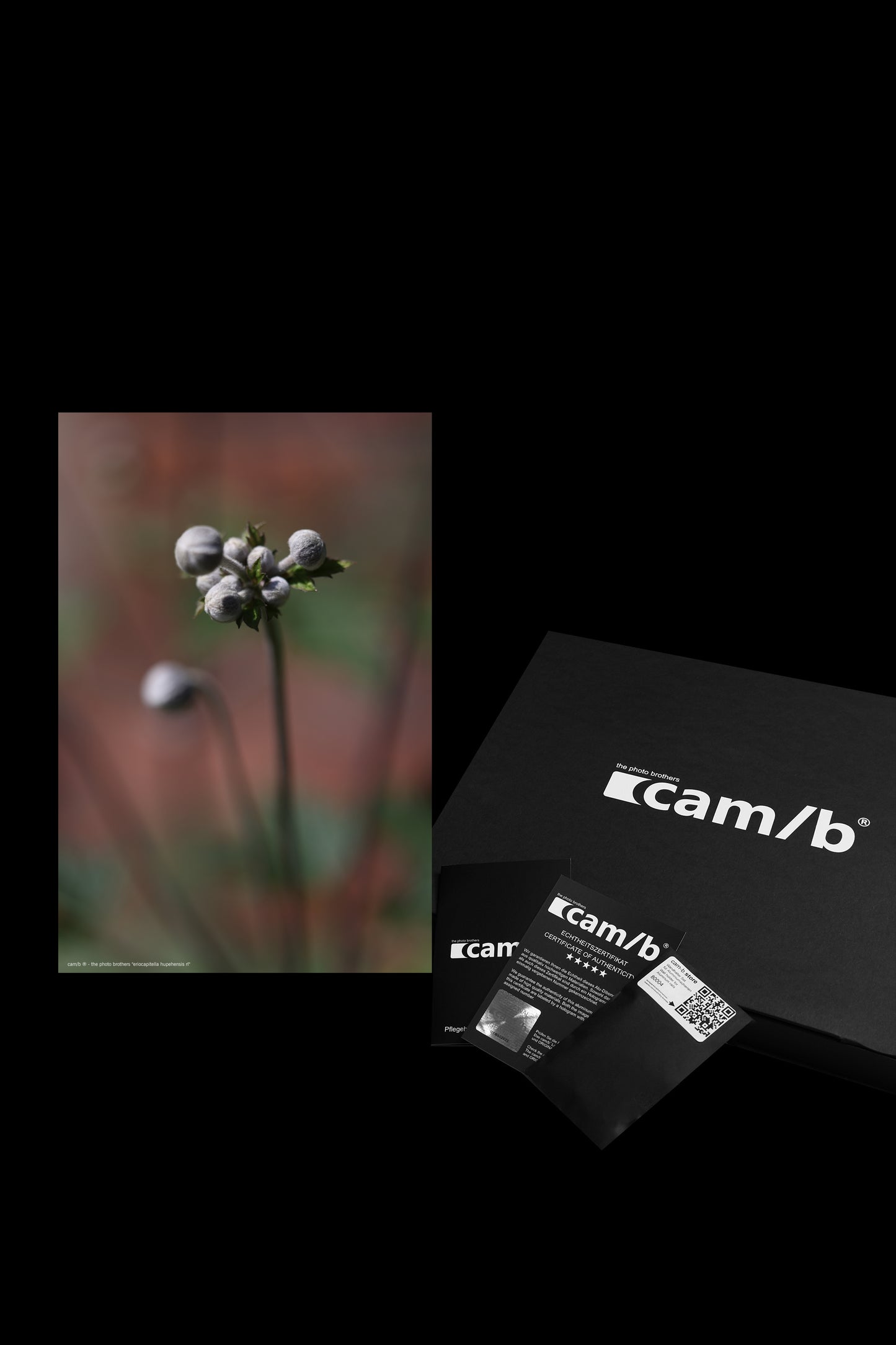 Wandbild "eriocapitella hupehensis rl"