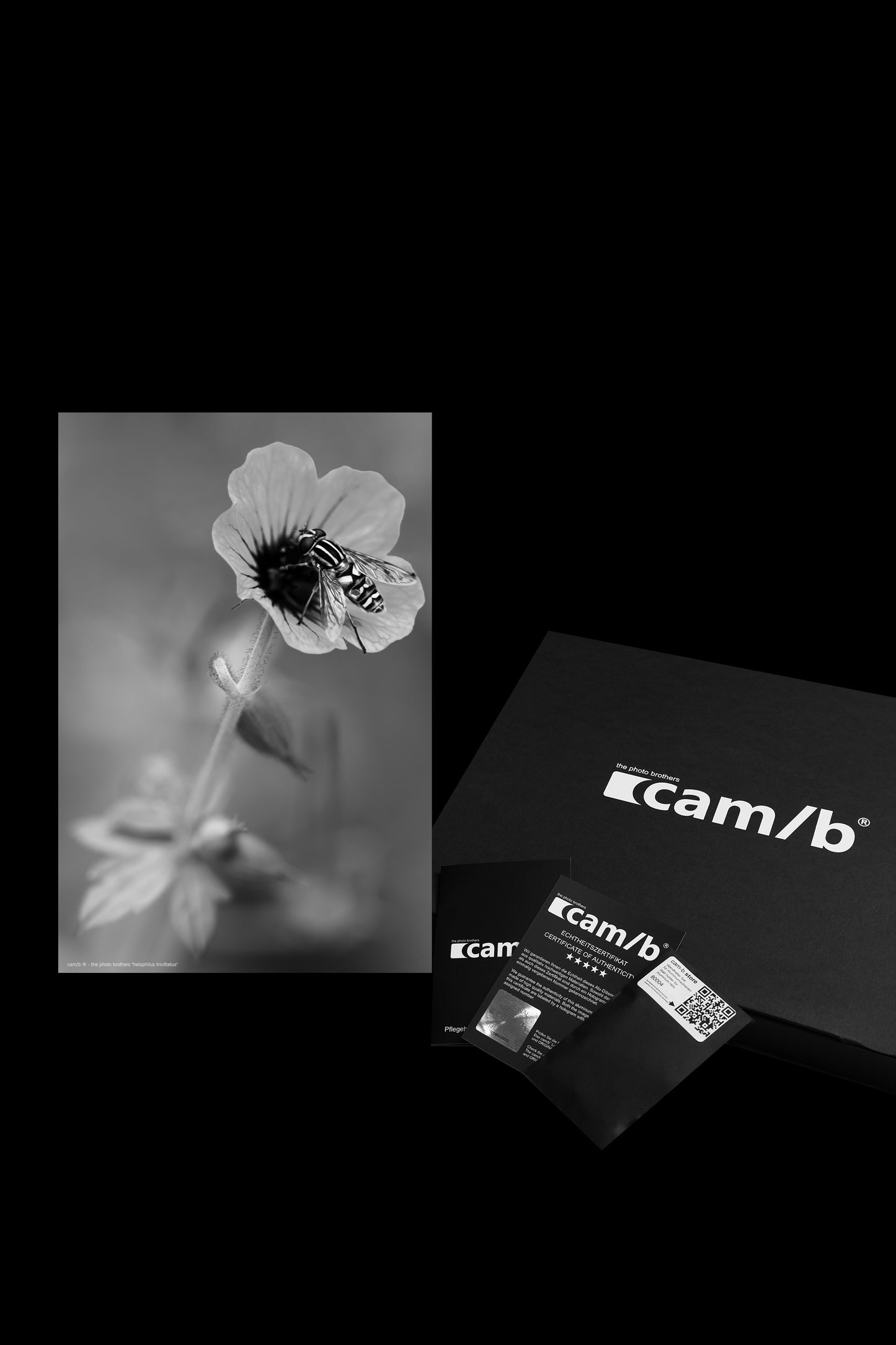 Wandbild "helophilus trivittatus"