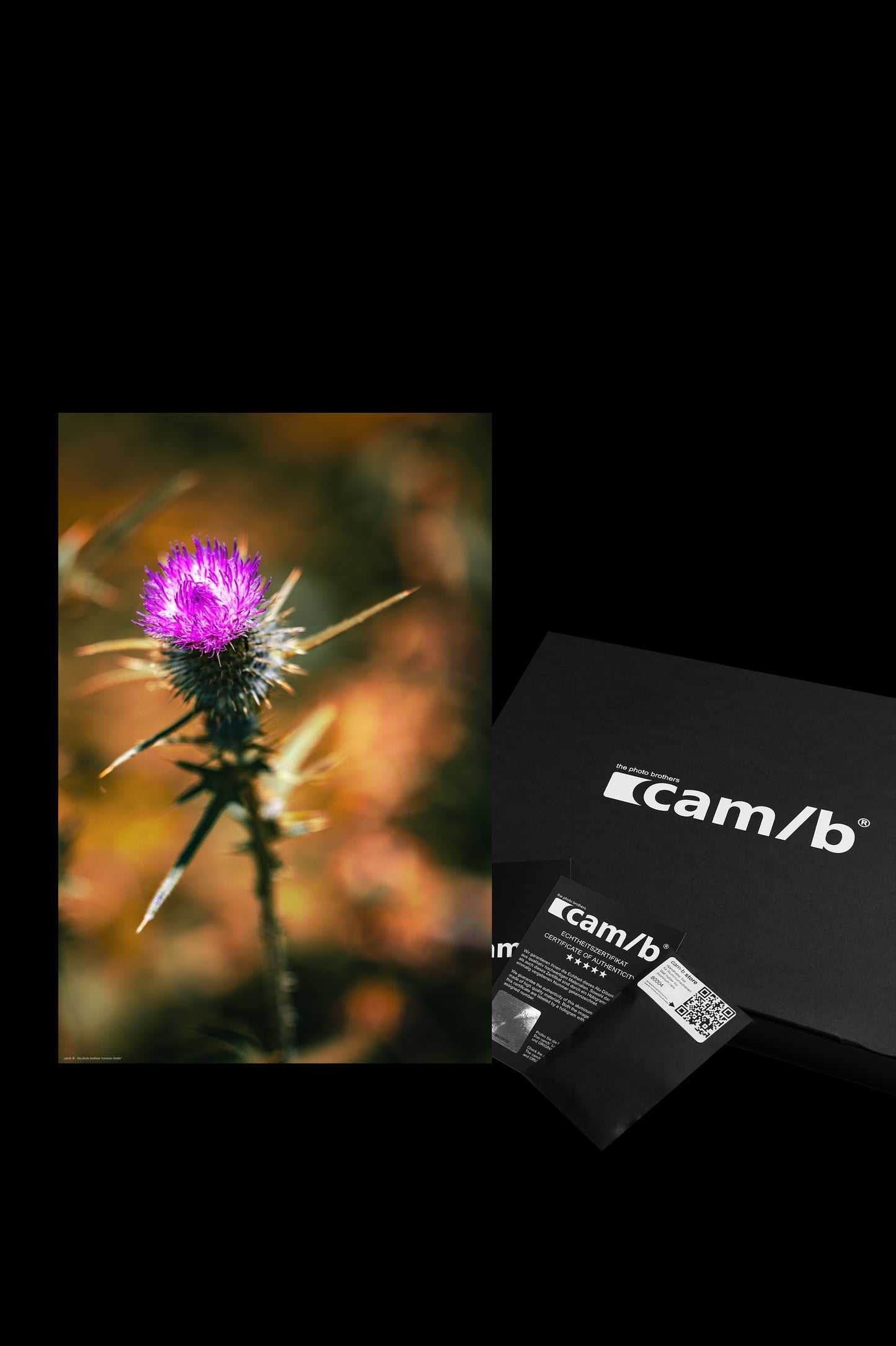 Wandbild "common thistle"