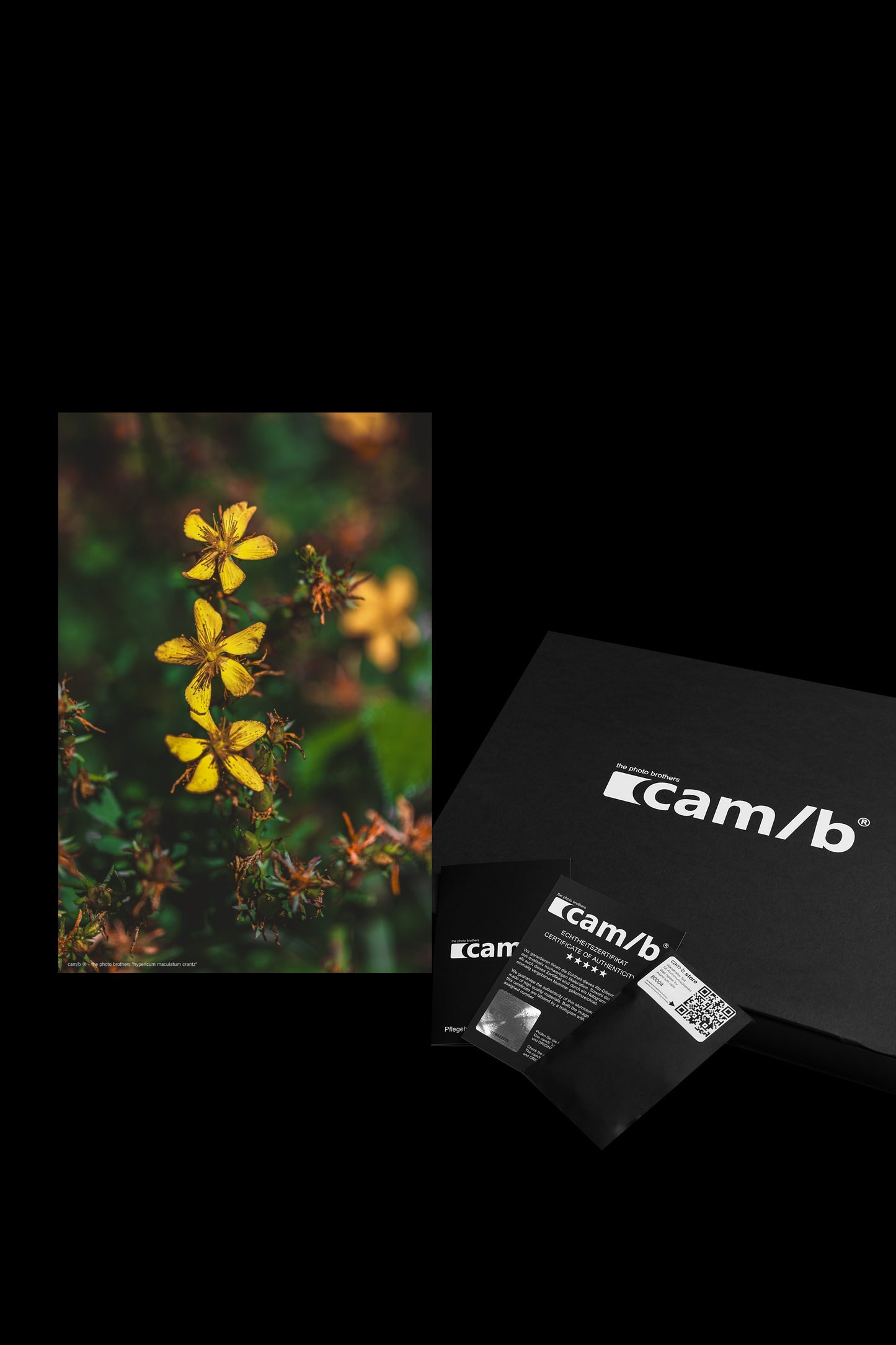 Wandbild "hypericum maculatum crantz"