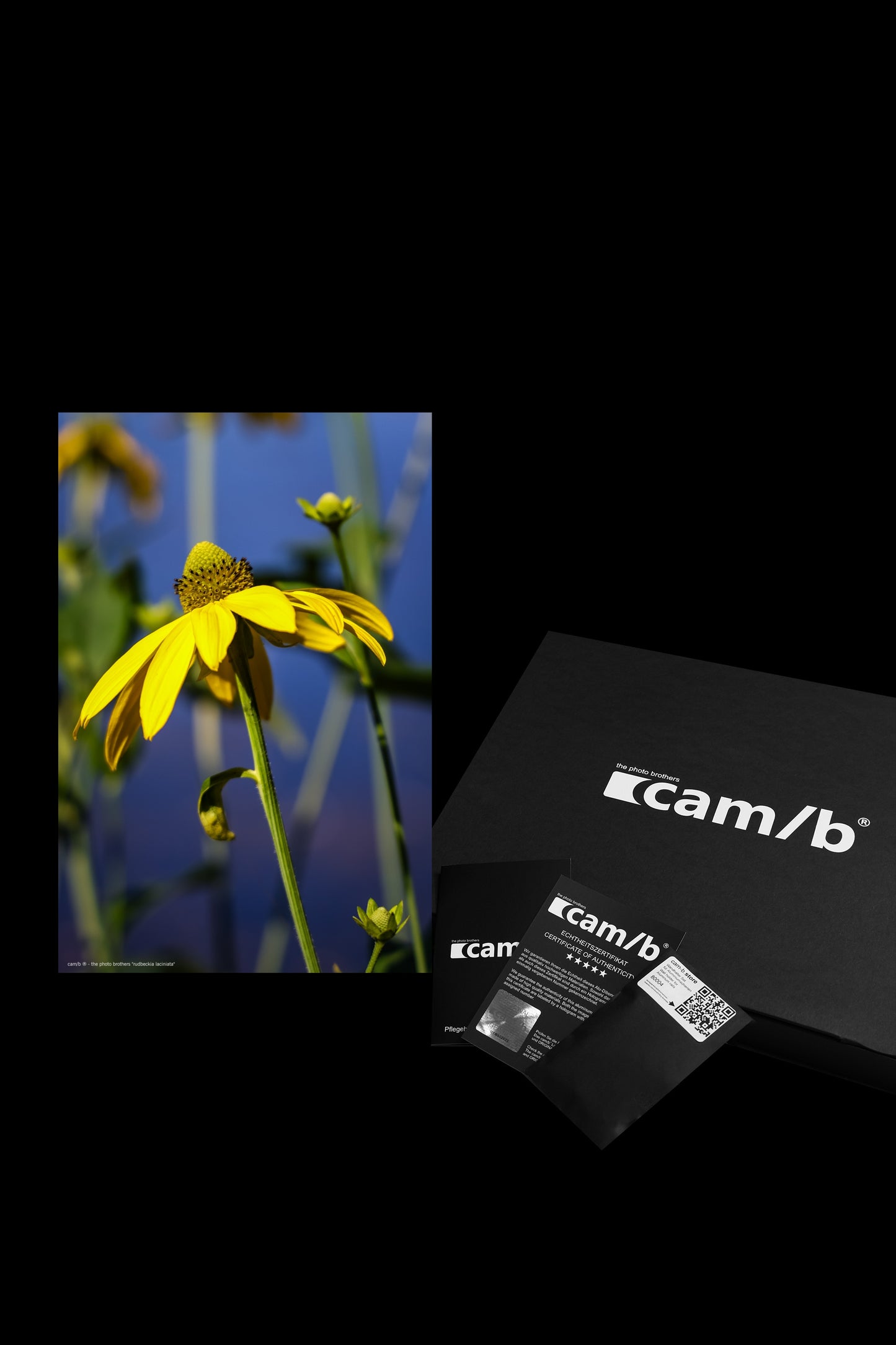 Wandbild "rudbeckia laciniata"