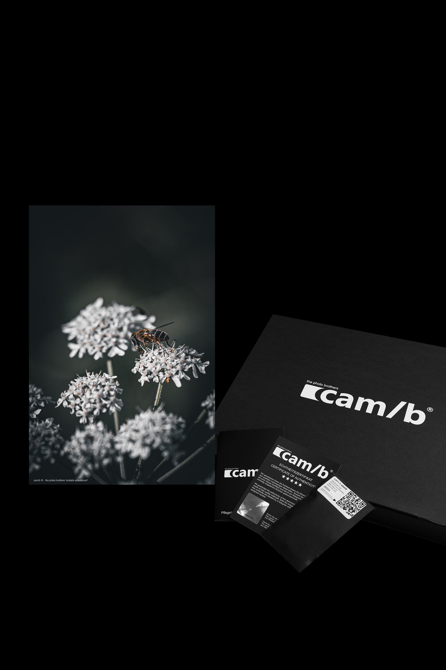 Wandbild "eristalis arbustorum"