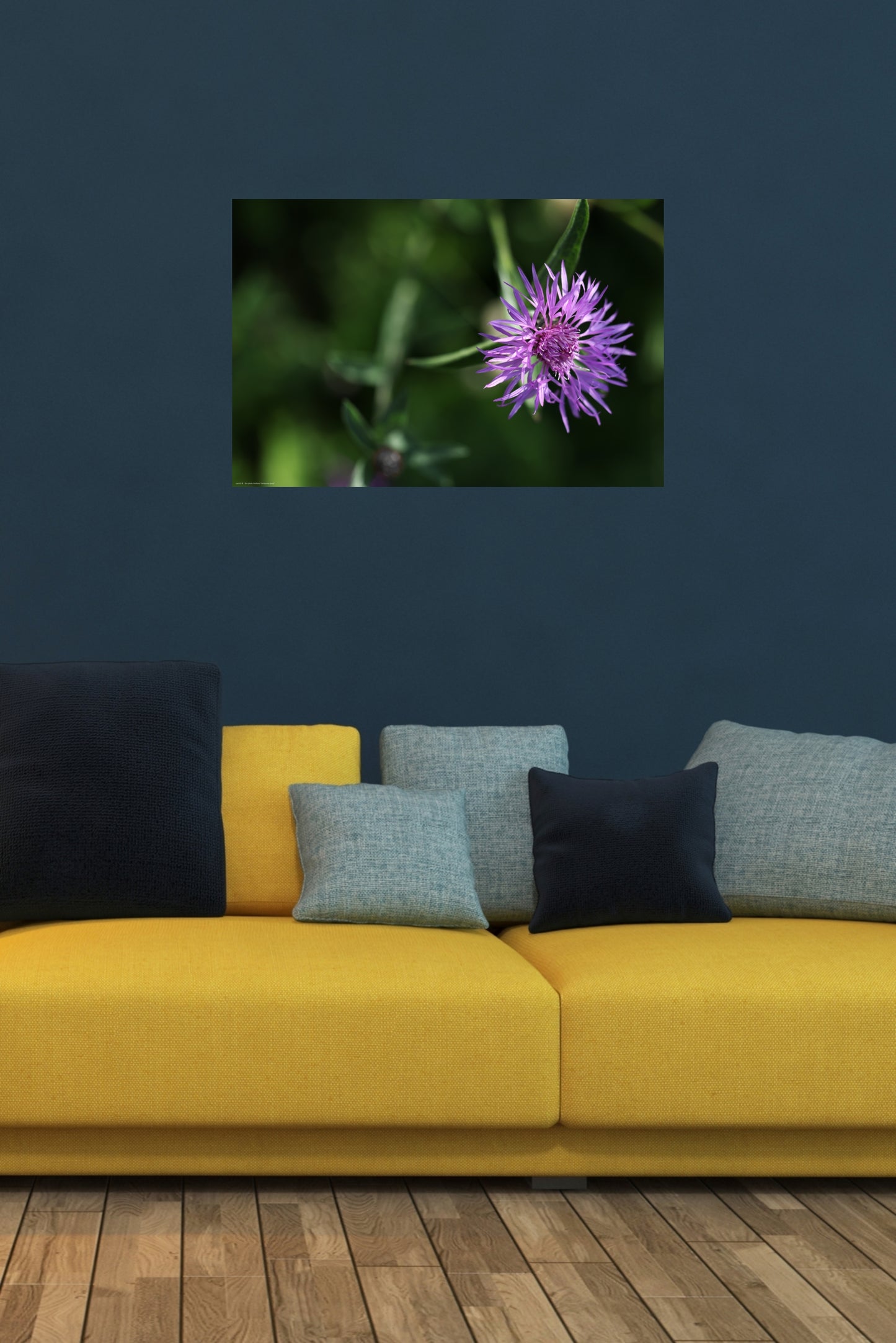 centaurea jacea