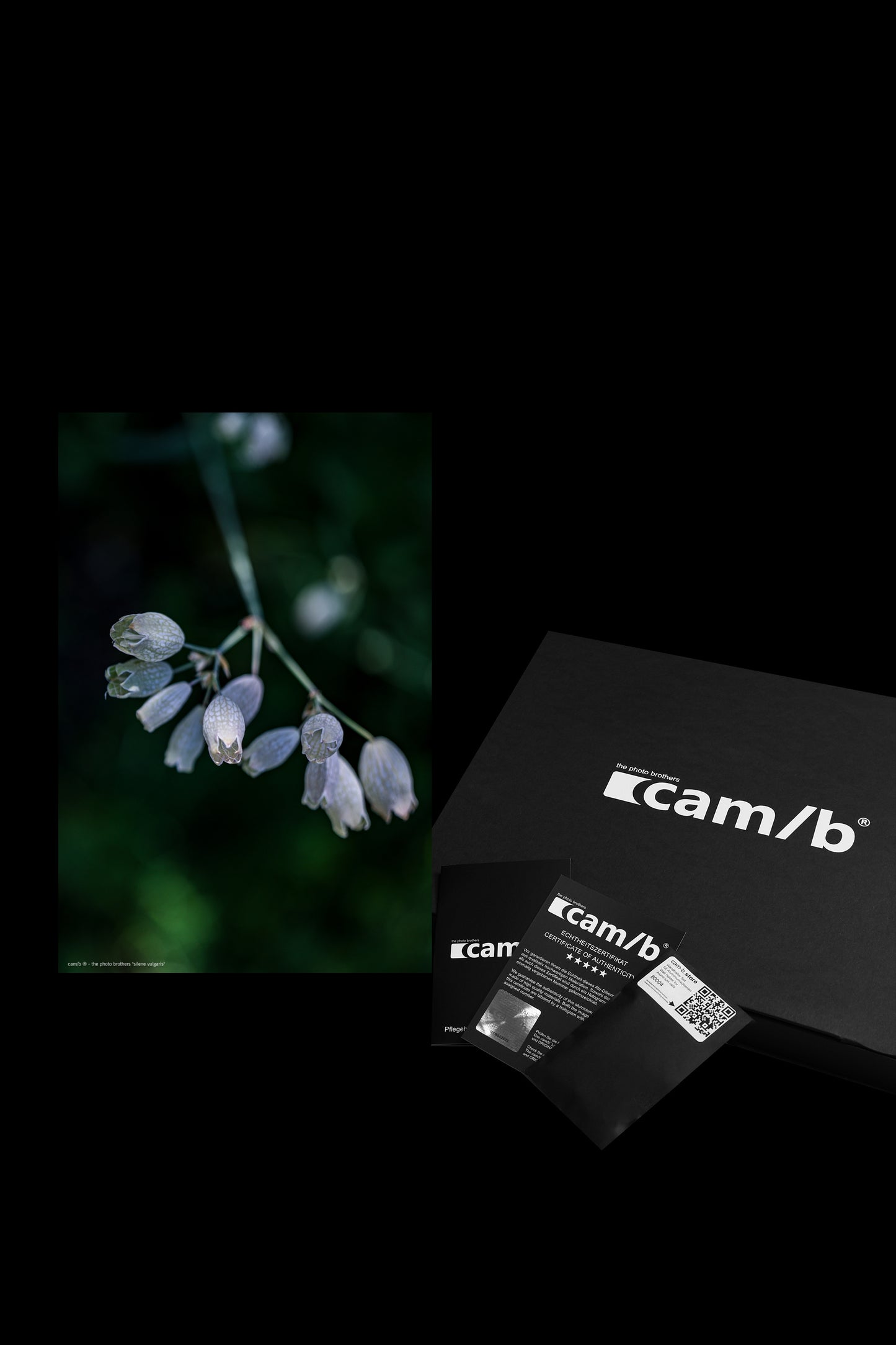 Wandbild "silene vulgaris"