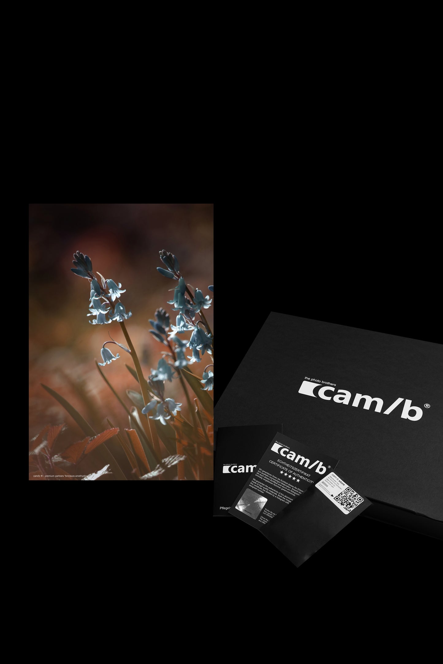 Wandbild "brimeura amethystina"