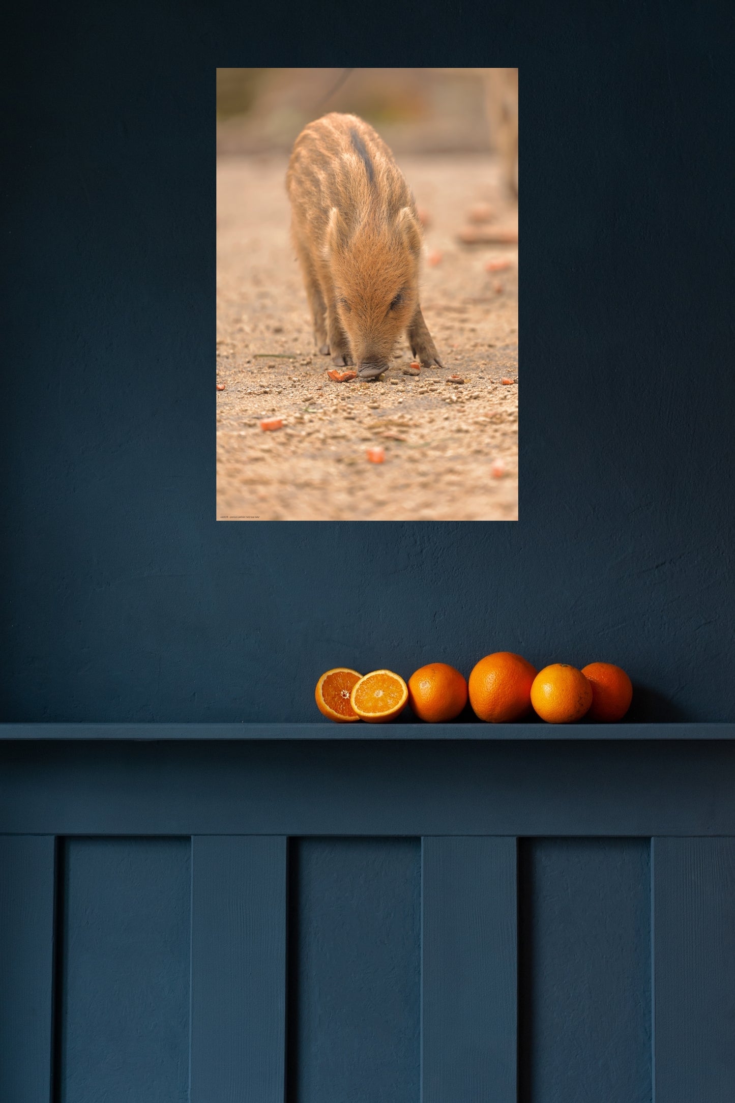 wild boar baby