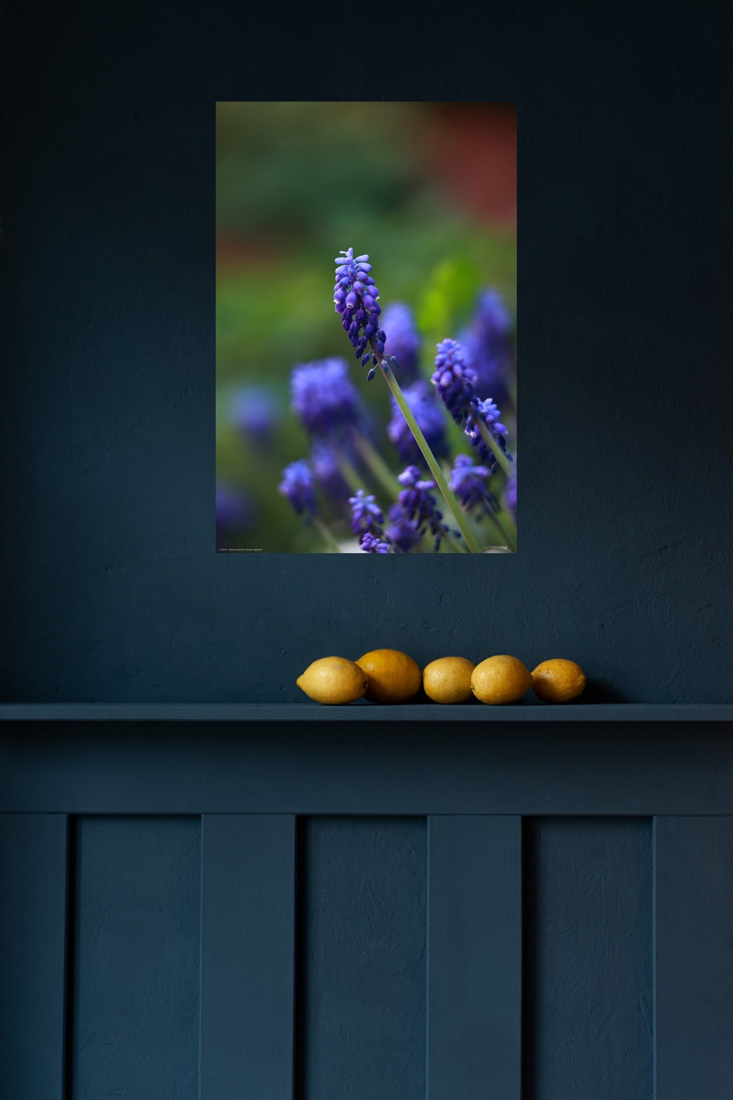 Wandbild "muscari neglectum"