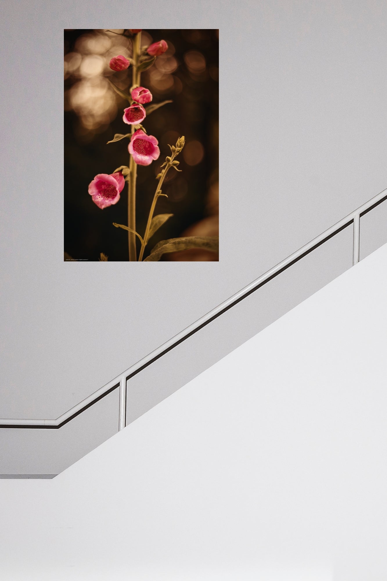 Wandbild "digitalis purpurea rl"