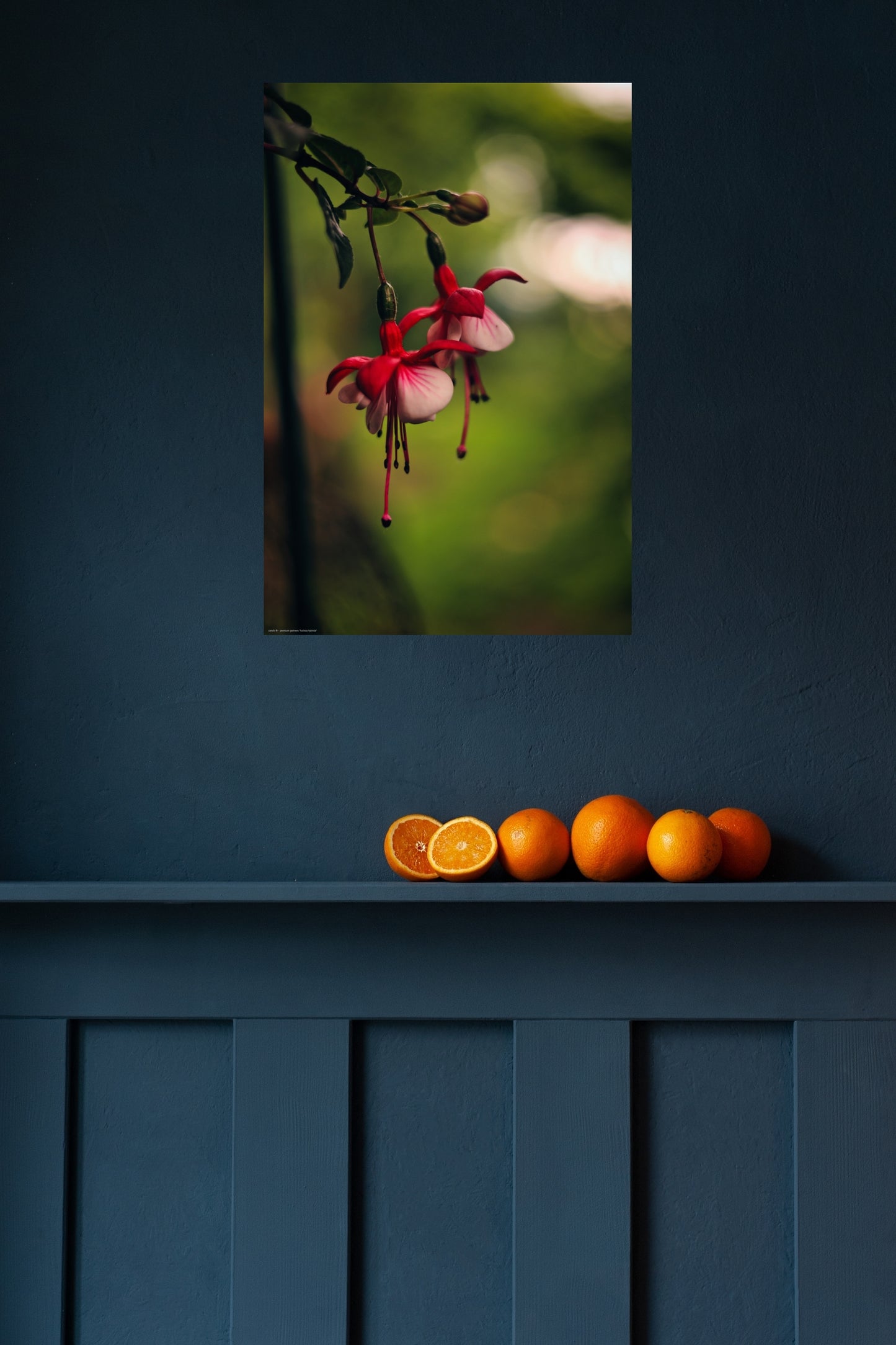 Wandbild "fuchsia hybrida"