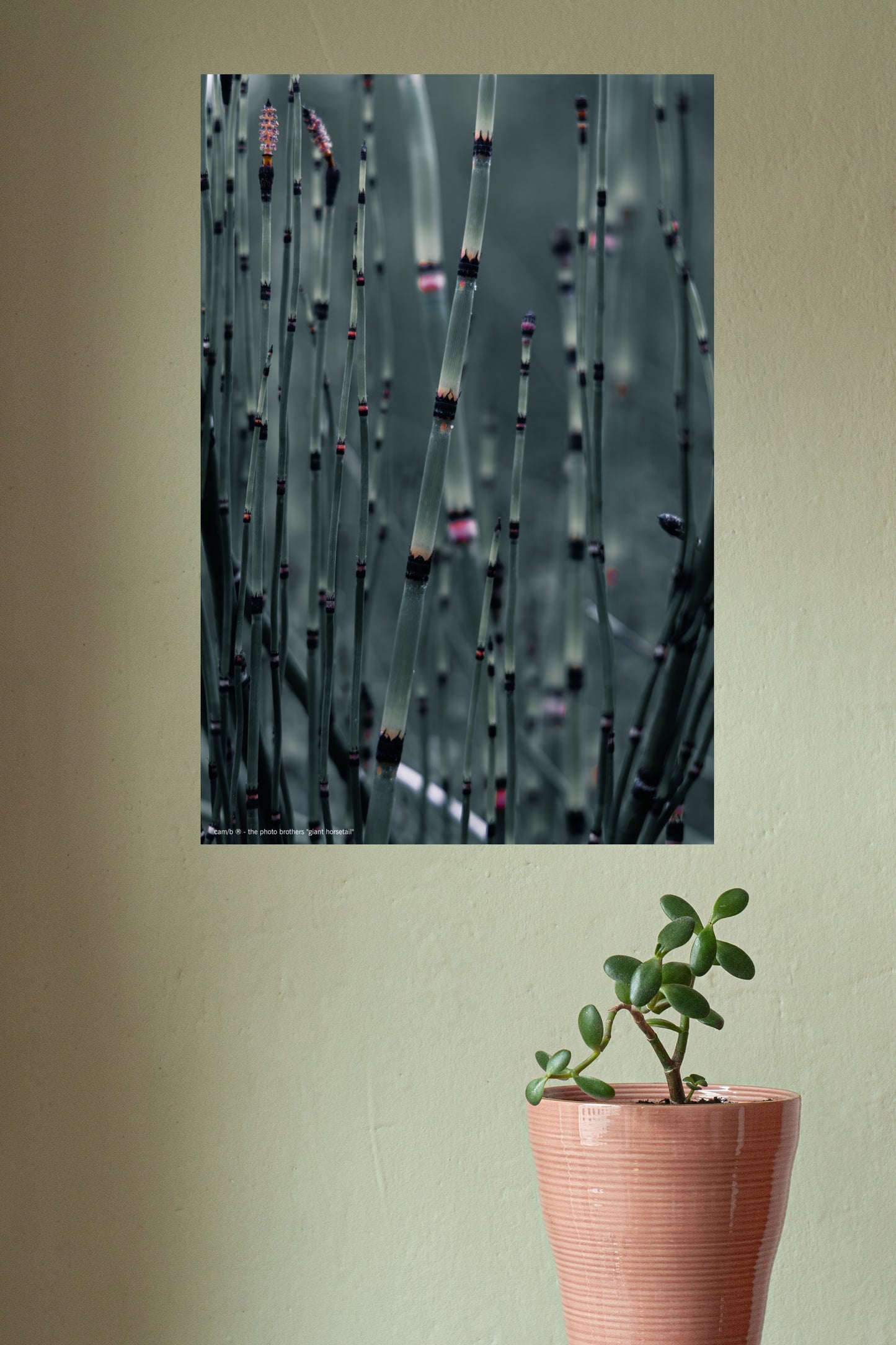Wandbild "giant horsetail"