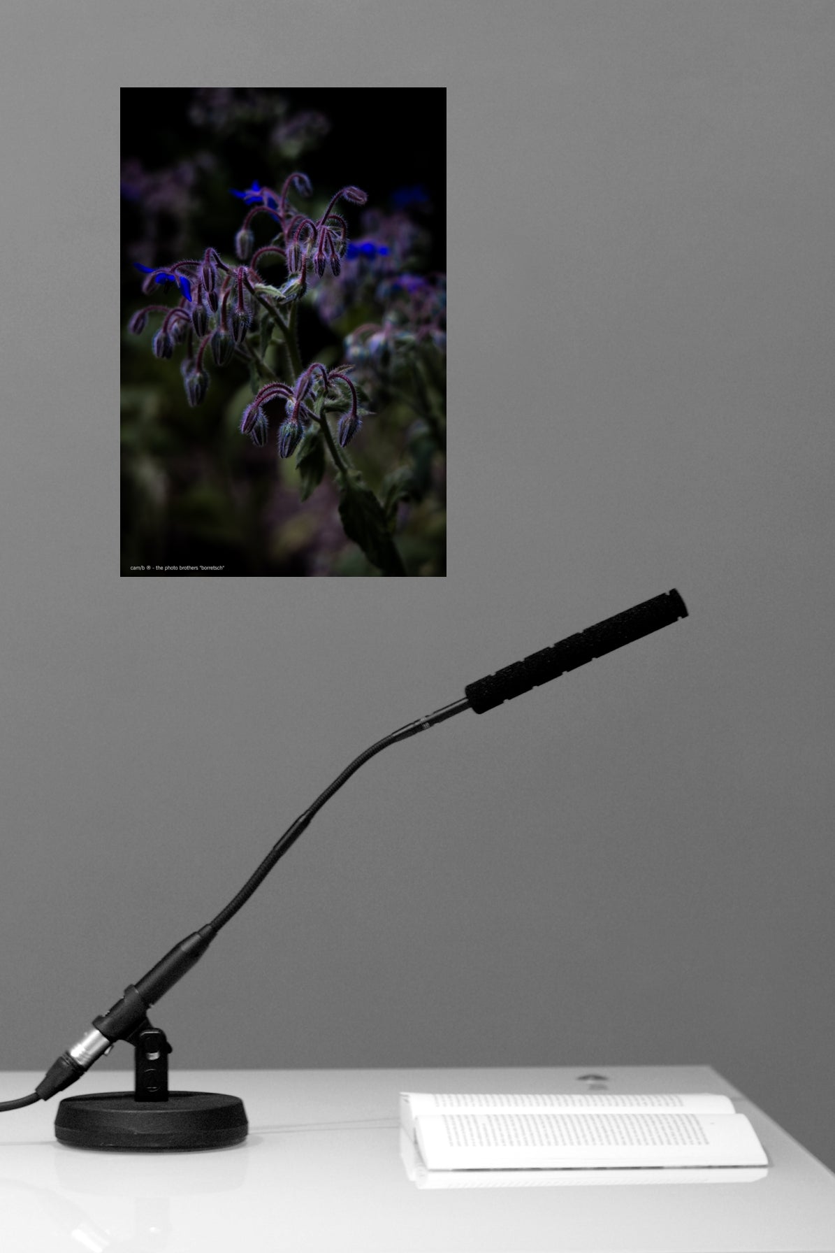 Wandbild "borretsch"