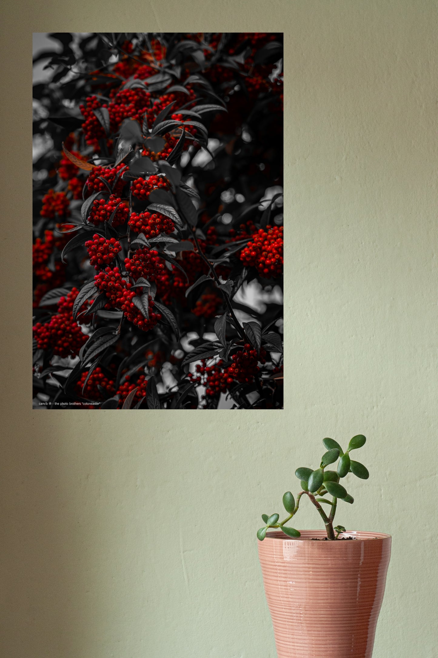 Wandbild "cotoneaster"
