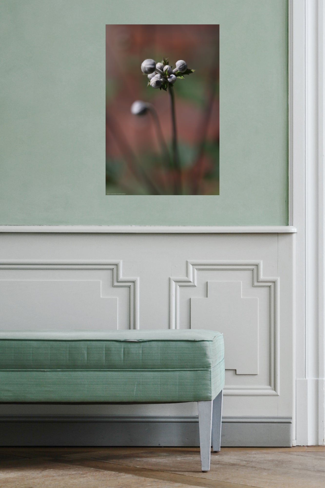 Wandbild "eriocapitella hupehensis rl"