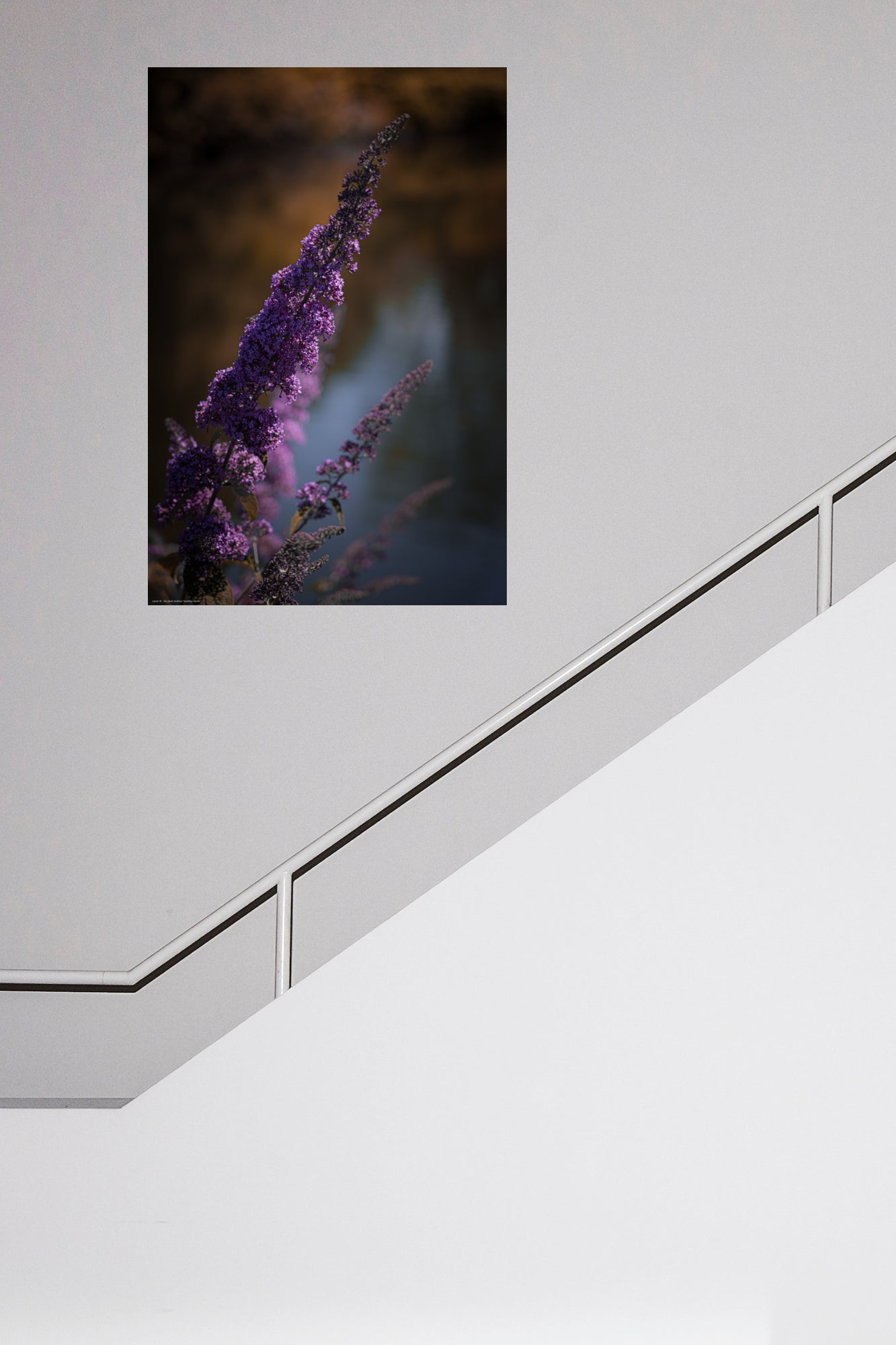 buddleja davidii