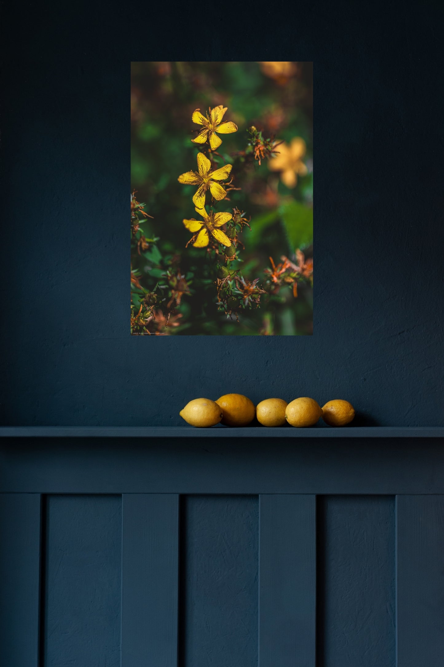 hypericum maculatum crantz