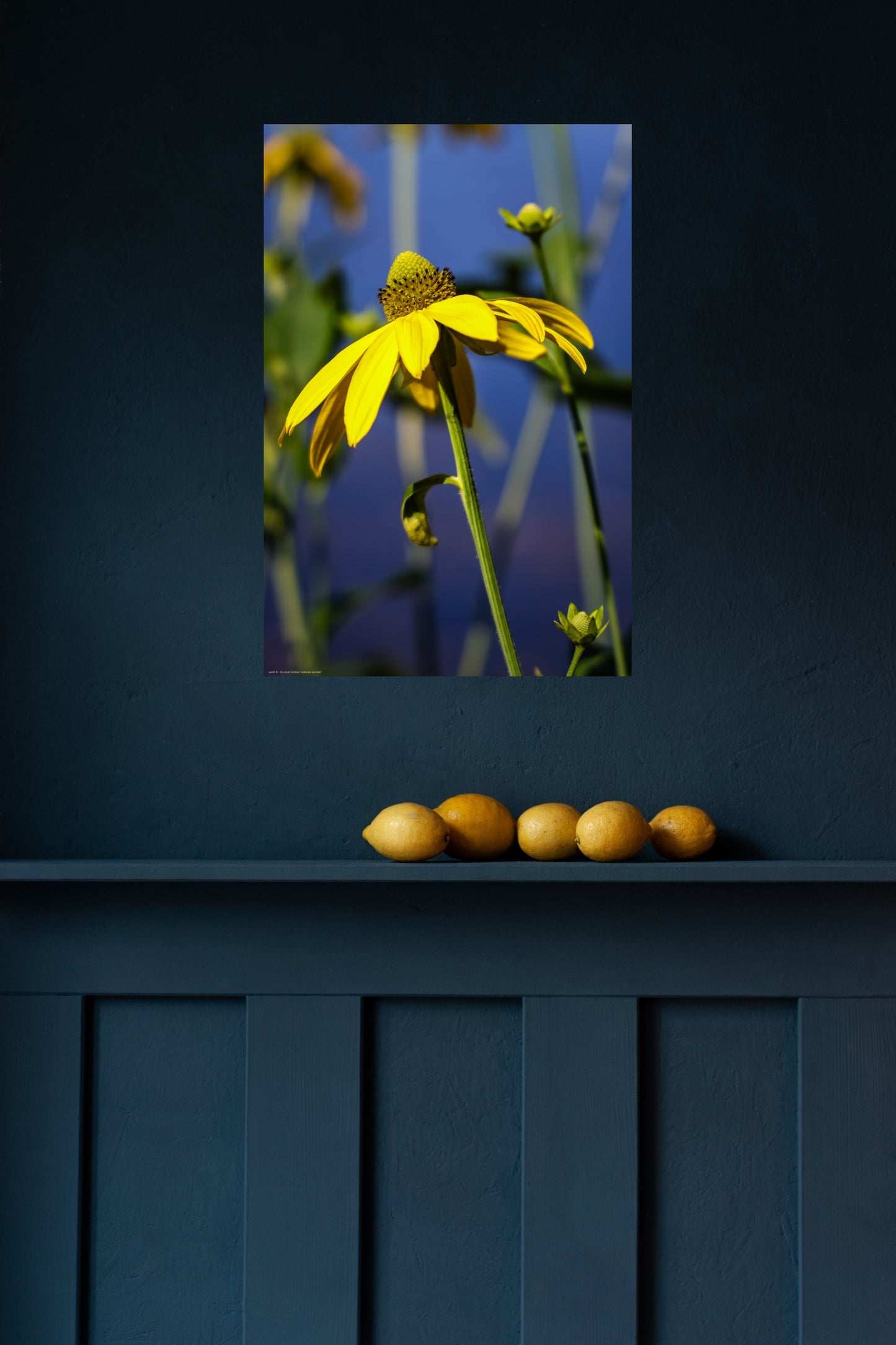 rudbeckia laciniata