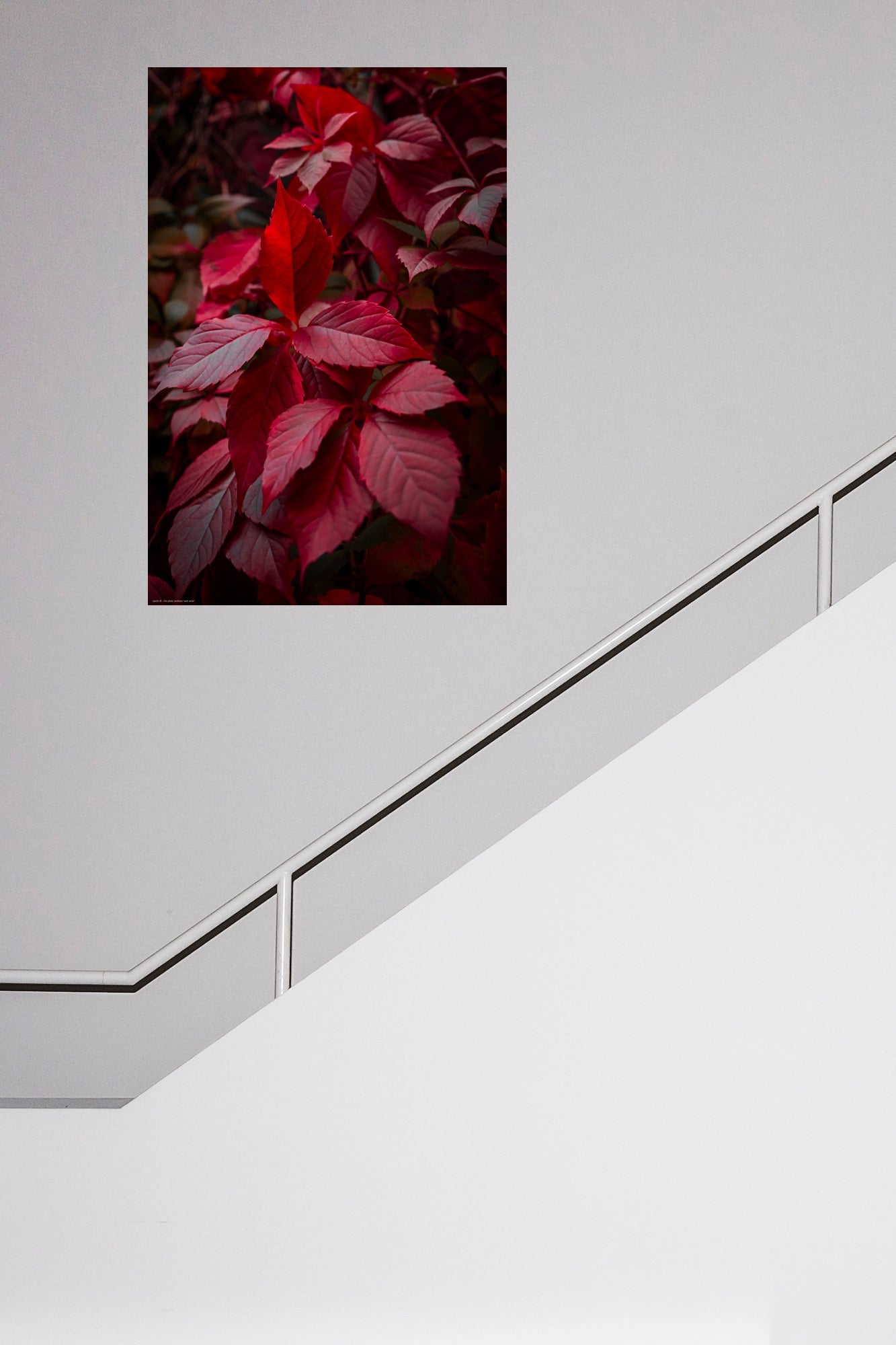 Wandbild "wild wine"