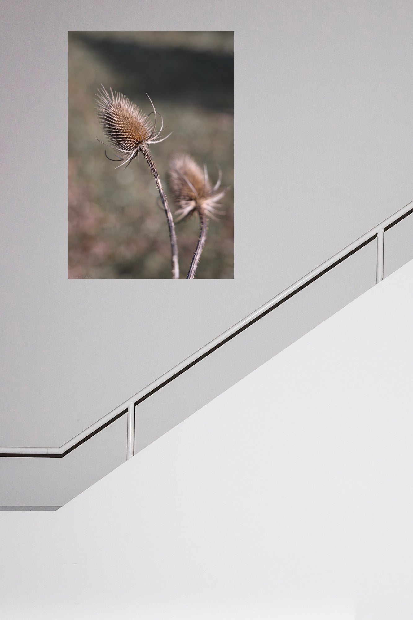 Wandbild "wild cardoon"