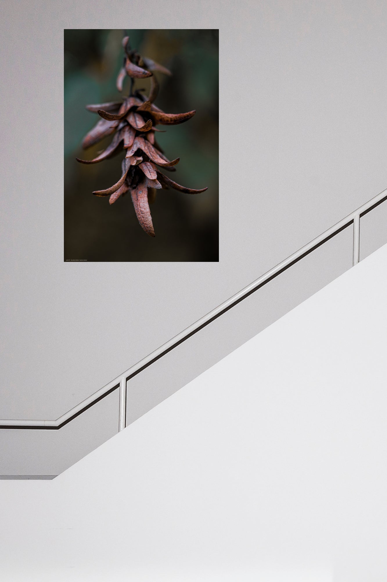 Wandbild "carpinus betulus"