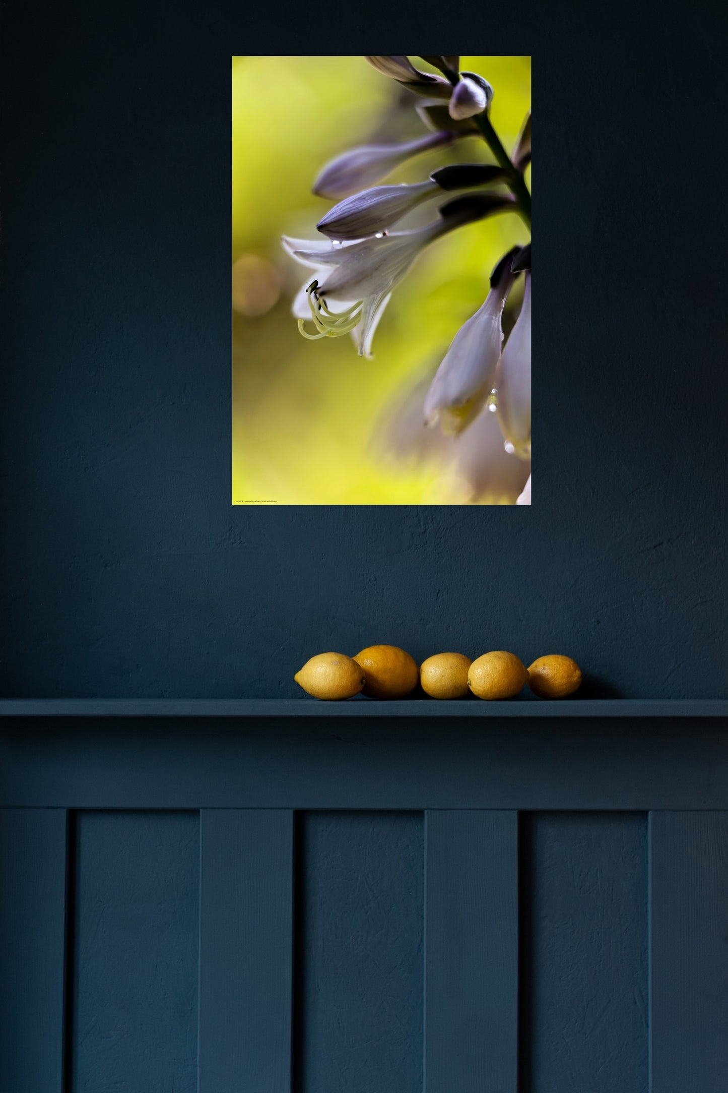 Wandbild "hosta sieboldiana"