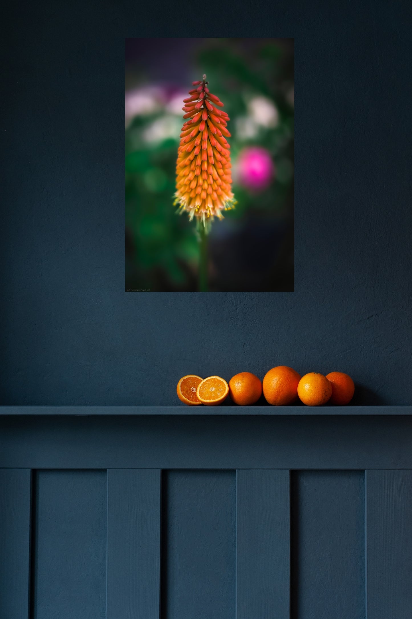 Wandbild "kniphofia uvaria"