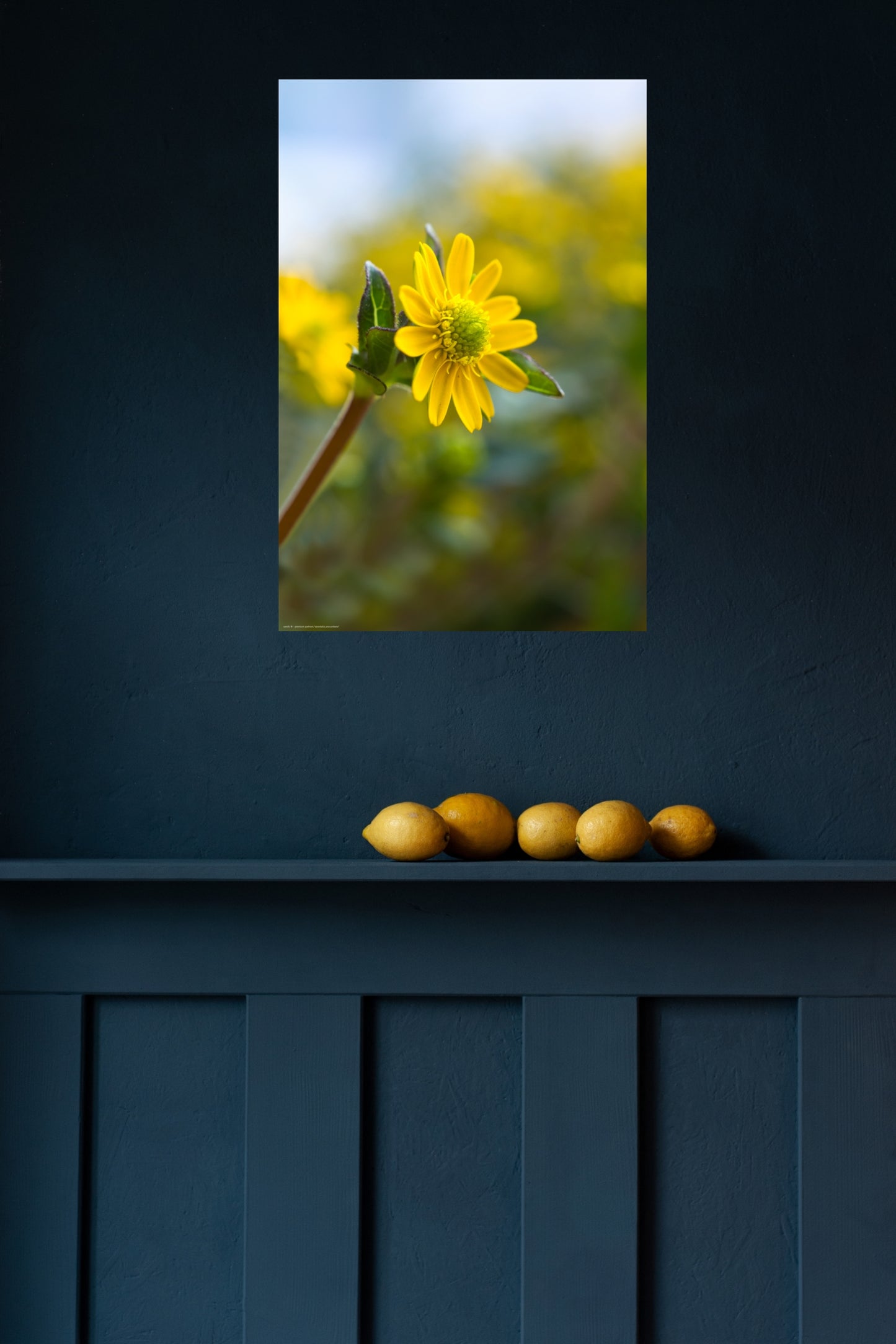 Wall Art "sanvitalia procumbens"