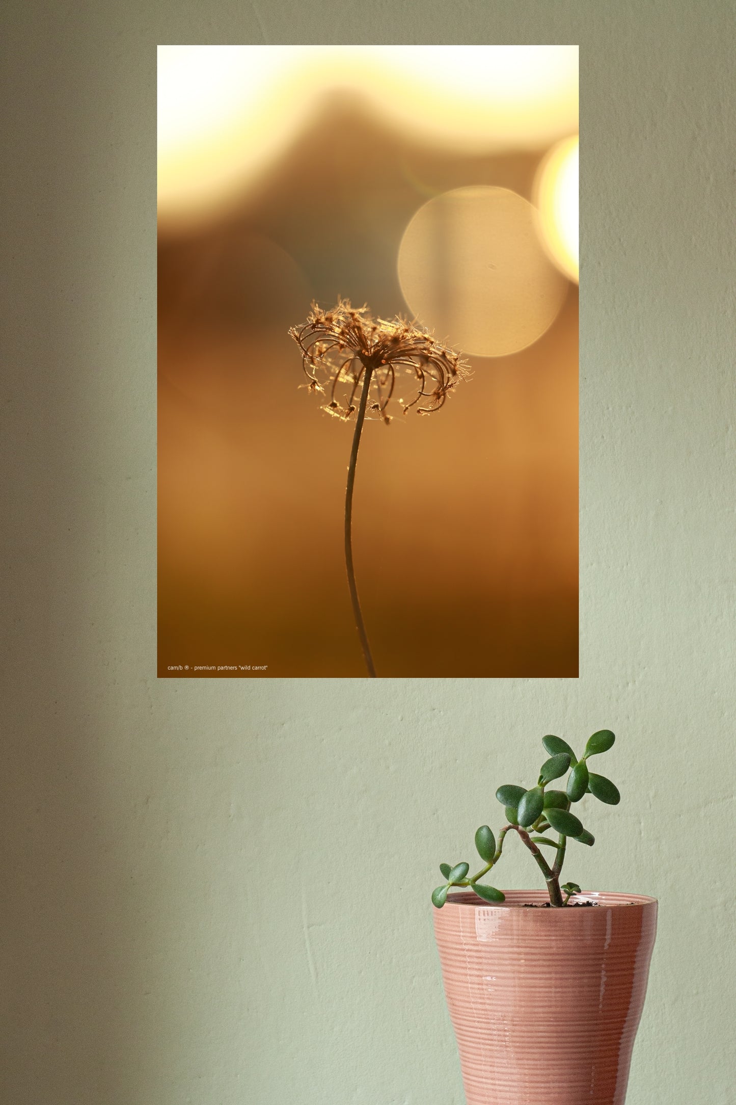 Wandbild "wild carrot"