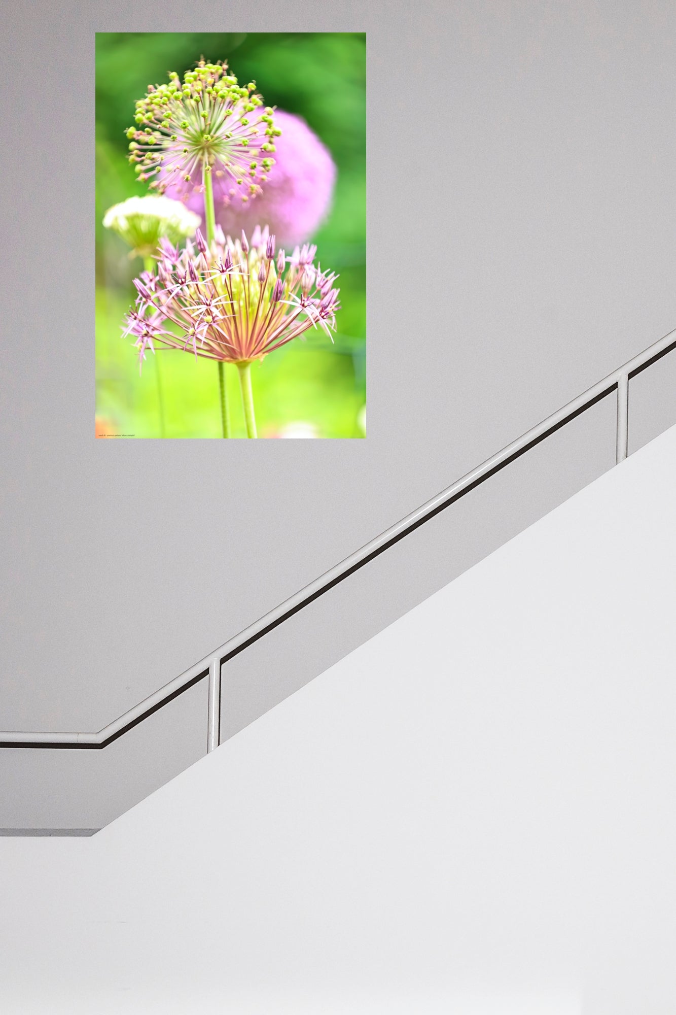 Wandbild "allium cristophii"