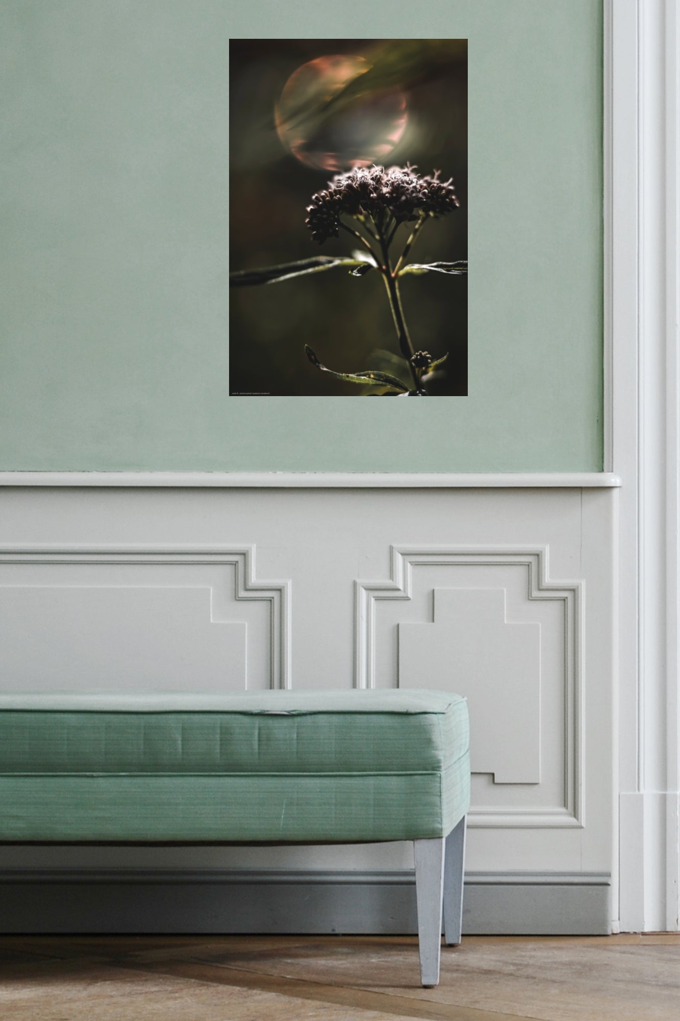Wall Art "eupatorium cannabinum"