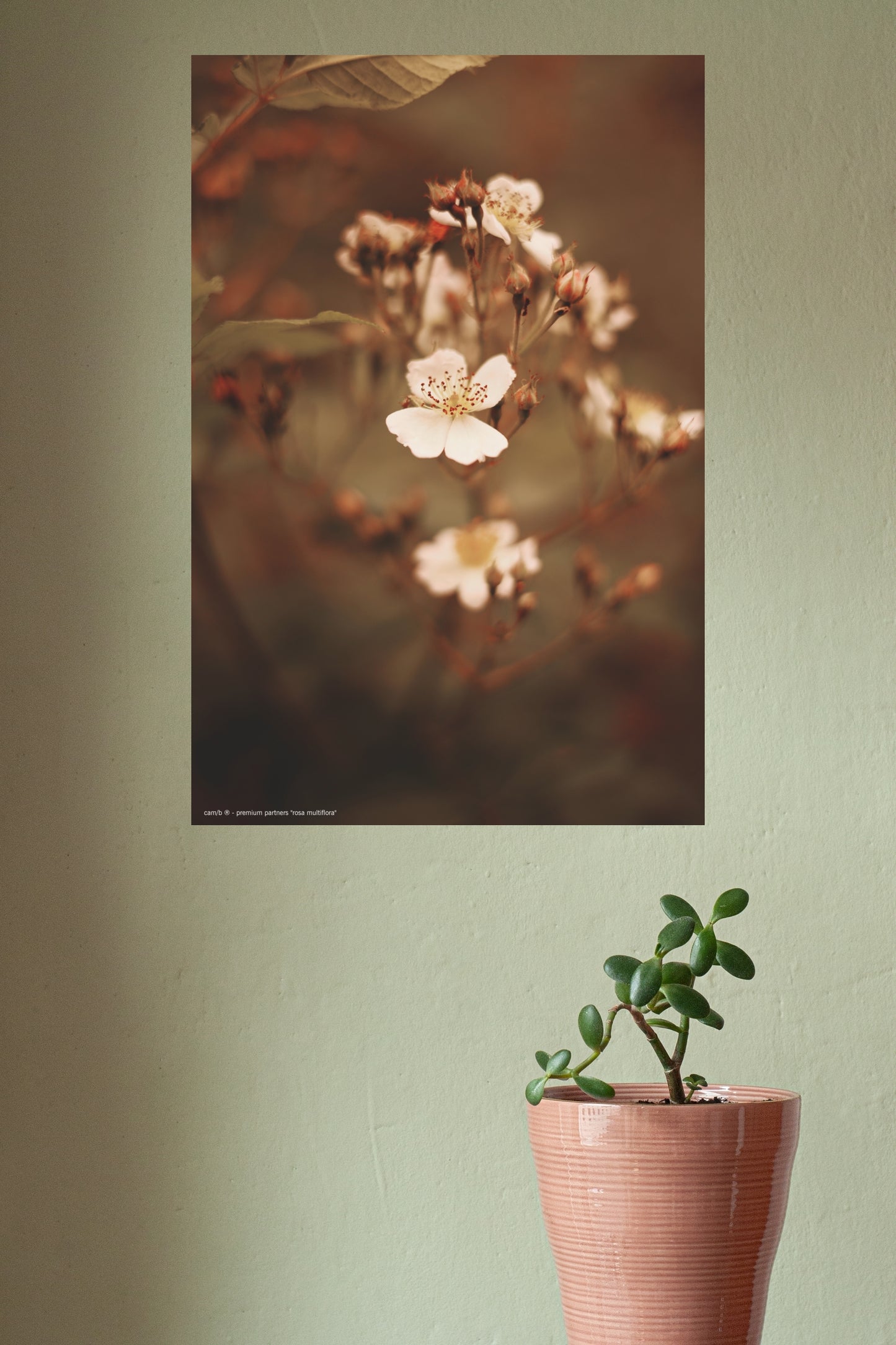 Wandbild "rosa multiflora"