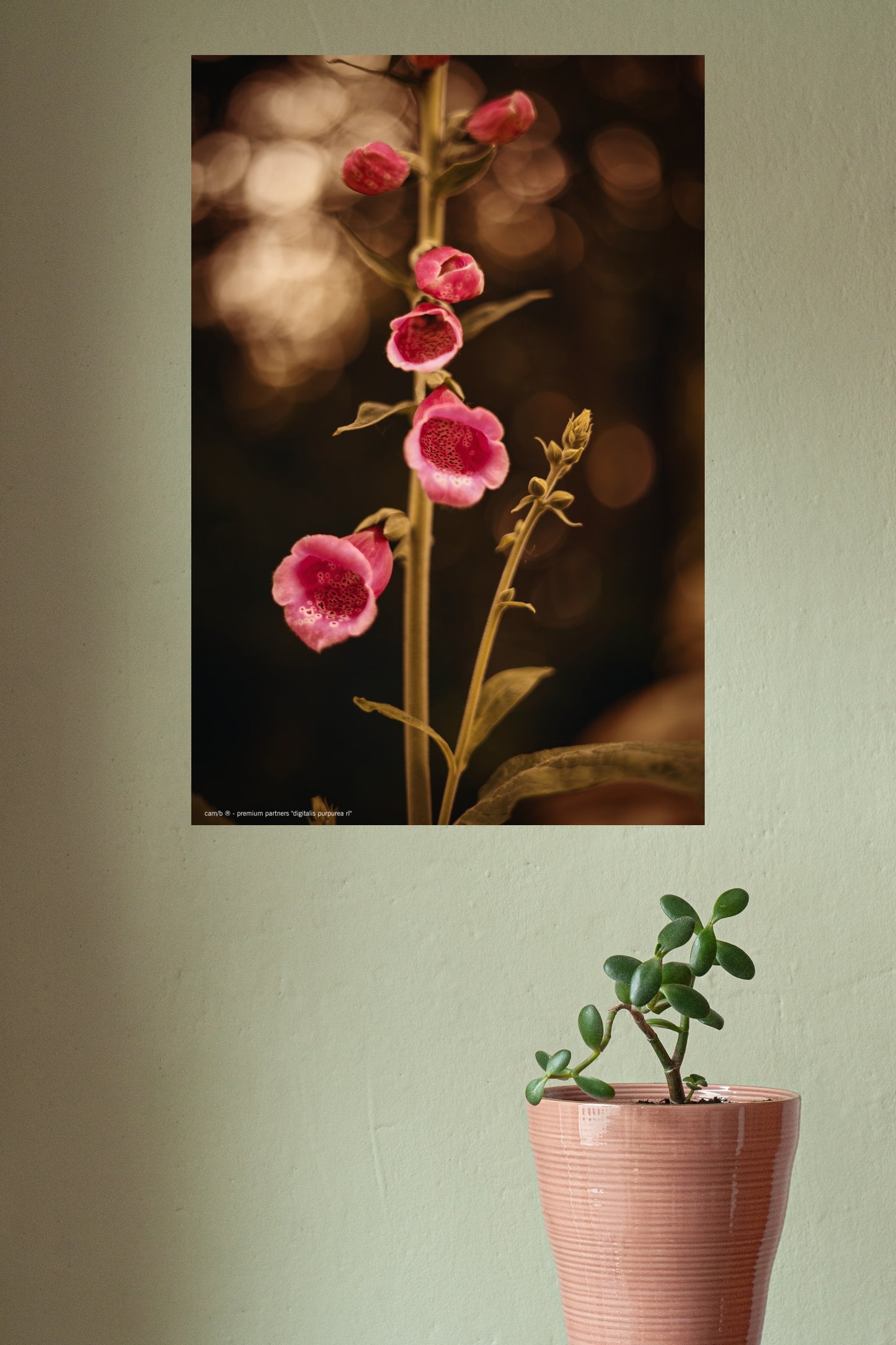 Wandbild "digitalis purpurea rl"