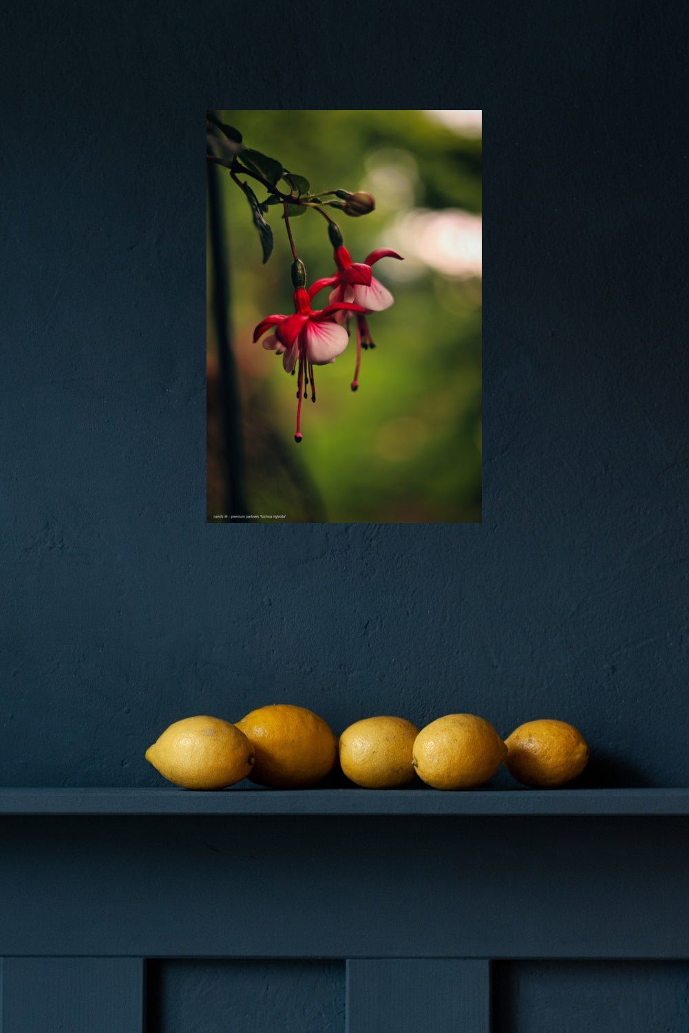 Wandbild "fuchsia hybrida"