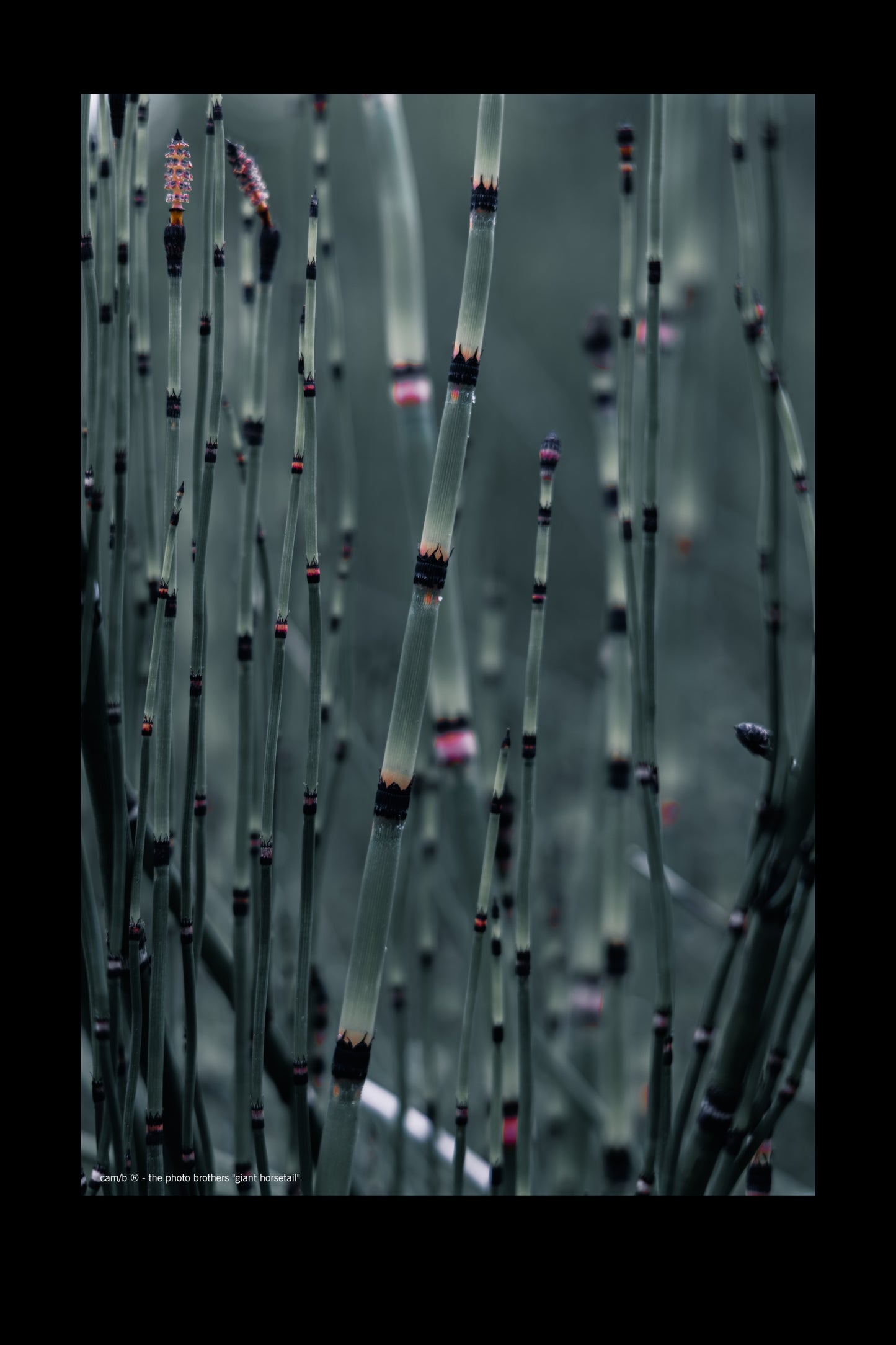 Wandbild "giant horsetail"