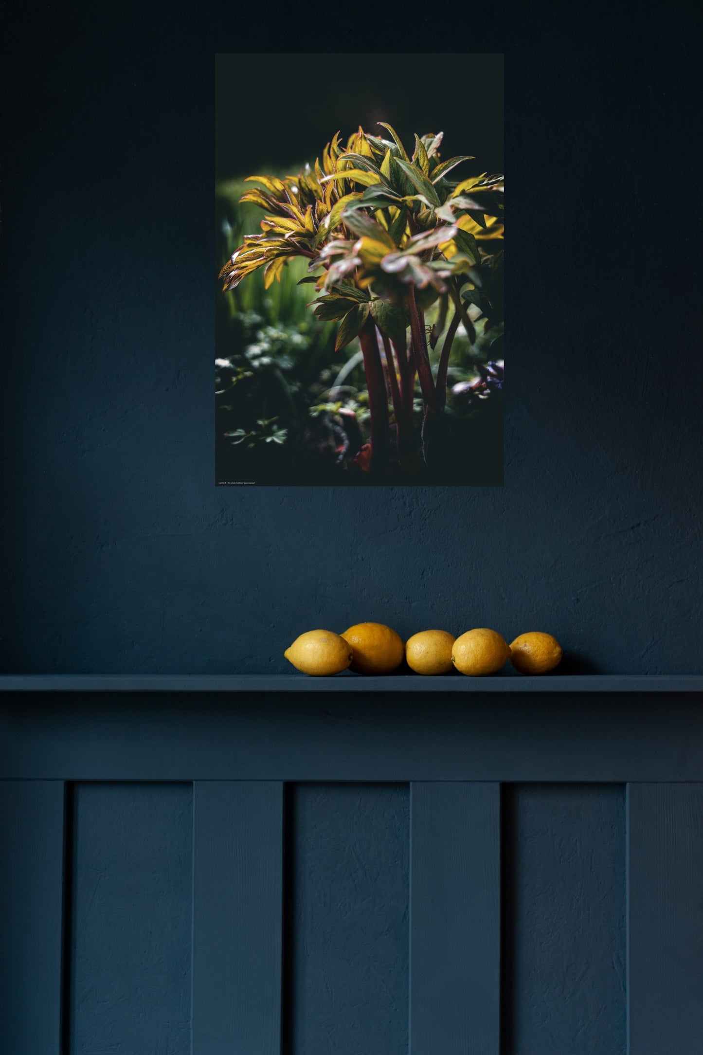 Wandbild "paeoniaceae"